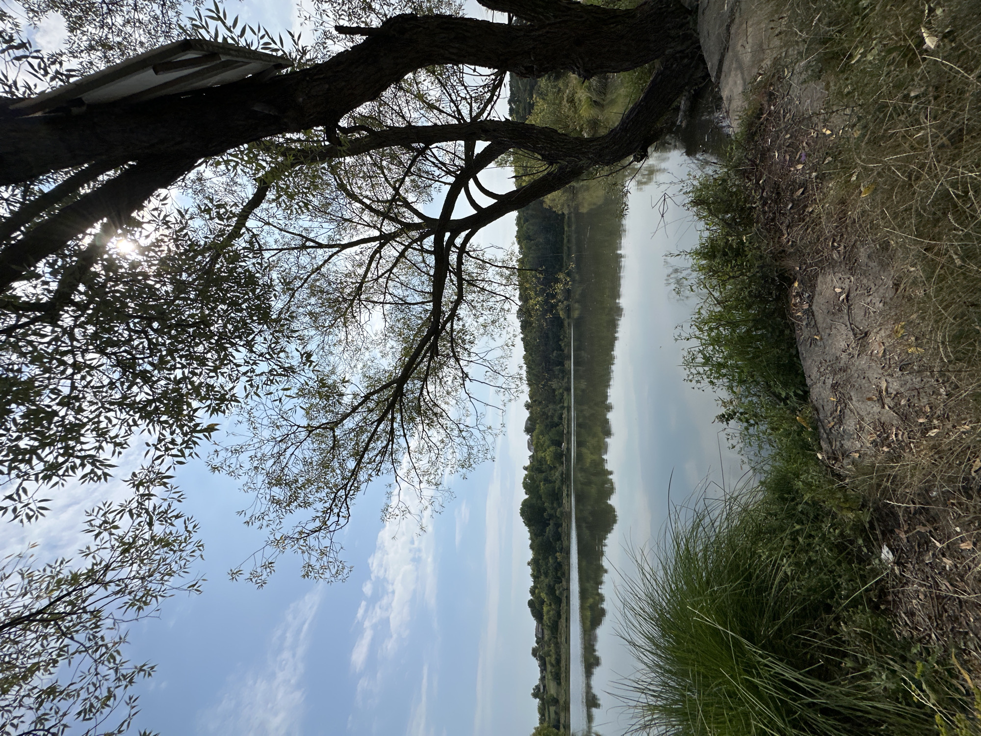 An outdoor, eye-level, medium shot captures a serene natural landscape scene. The foreground features the edge of a body of water, likely a lake or pond, with tall, green grass and dry leaves and twigs on the bank. A large, dark-barked tree with intricate branches and sparse leaves dominates the right side of the frame, with some branches extending towards the top left. The sun is partially visible through the leaves of this tree, casting a bright glare. The water surface is calm and reflects the sky and the distant tree line. Across the water, a dense forest borders the bank, with a few scattered houses visible nestled within the trees. The sky above is a clear blue with scattered white clouds, tinged with the warm light of the sun. The scene is tranquil and suggests an undeveloped, natural setting. The location is identified as Makiv, Ukraine, suggesting a rural or semi-rural area within the country. No people or animals are present in the image.