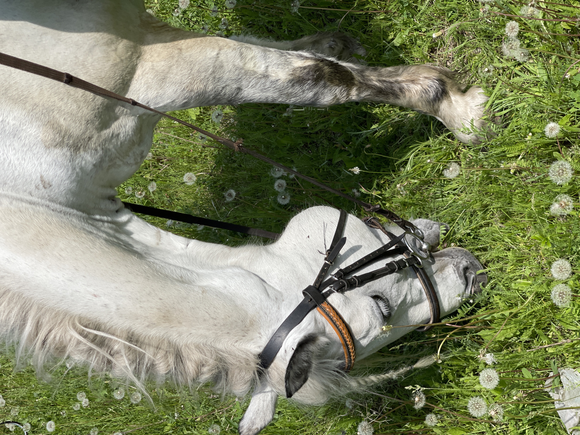 A close-up, eye-level shot shows the head and front legs of a light-colored horse grazing in a grassy field filled with dandelions. The horse wears a black bridle with brown accents. The horse's mane is braided. The environment appears to be a rural area, possibly on the outskirts of Элита, Russia, given the prevalence of dandelions and lush green grass. The lighting suggests it is daytime, with sunlight casting some shadows.