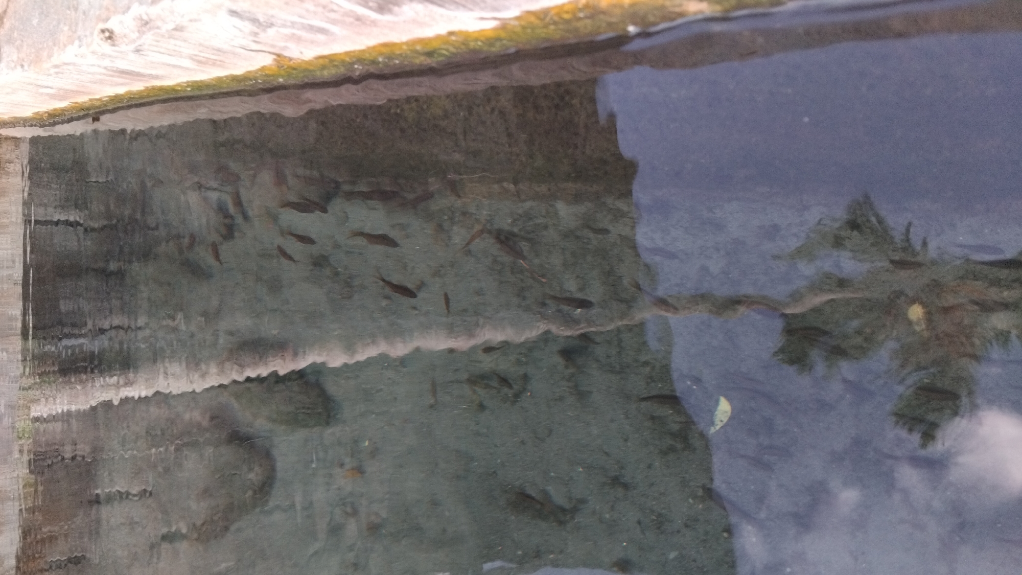 The image shows a close-up, overhead view of a shallow, clear pool of water with several small, dark fish swimming near the bottom. The pool appears to be man-made, possibly a fountain or a decorative pond, with concrete edges visible. The water is slightly rippled, creating reflections of unseen structures above. The bottom of the pool is composed of sand and small stones. A reflection of what appears to be a tree branch or rope is visible in the lower portion of the image, distorted by the water's surface. No people are present in the scene. The location is identified as Ngaglik, Indonesia, though the specific context of the pool within the city is not discernible from the image alone.