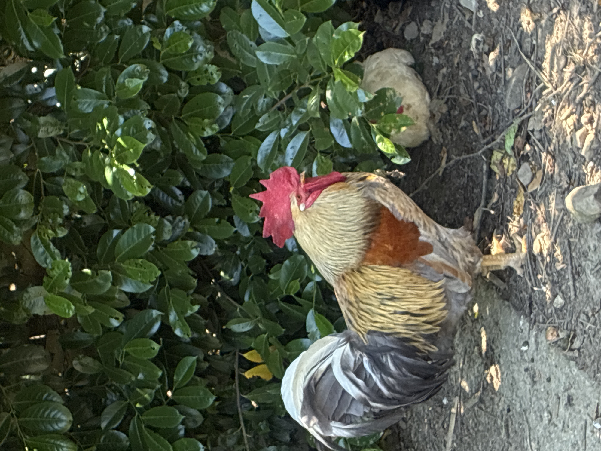An outdoor scene features a vibrant rooster as the main subject, positioned prominently in the foreground. It has a distinctive bright red comb and wattles, with its body covered in rich golden-brown feathers that transition to darker gray and black plumage in its tail and wing areas. The rooster's head is slightly lowered, appearing to be attentive or foraging.
Behind and to the left of the rooster, a dense, leafy green bush fills a significant portion of the frame. The leaves are a deep green, some catching bright sunlight, indicating a sunny day. Partially obscured by this foliage, a light-colored chicken, likely a hen, is visible, blending into the background.
The ground on the right and bottom of the image is natural earth, covered with dry leaves, small sticks, and debris, suggesting an unpaved, rustic setting. The clear, bright sunlight casts gentle shadows, emphasizing the textures of the feathers and foliage. No human activity or visible text is present. The setting depicts farm animals in a natural, sunlit garden or yard environment, consistent with locations such as Sochi, Russia.