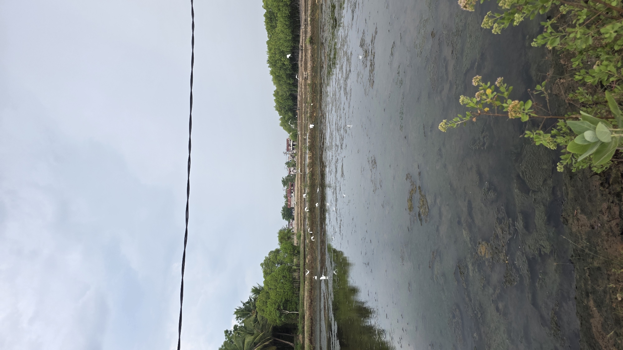 The image shows a wet field in Lhokseumawe, Indonesia, with standing water. A line of trees and some houses are in the background. Numerous white birds are scattered across the field. An electrical wire is visible in the upper left corner. Green vegetation is on the right side of the image. The sky is overcast.