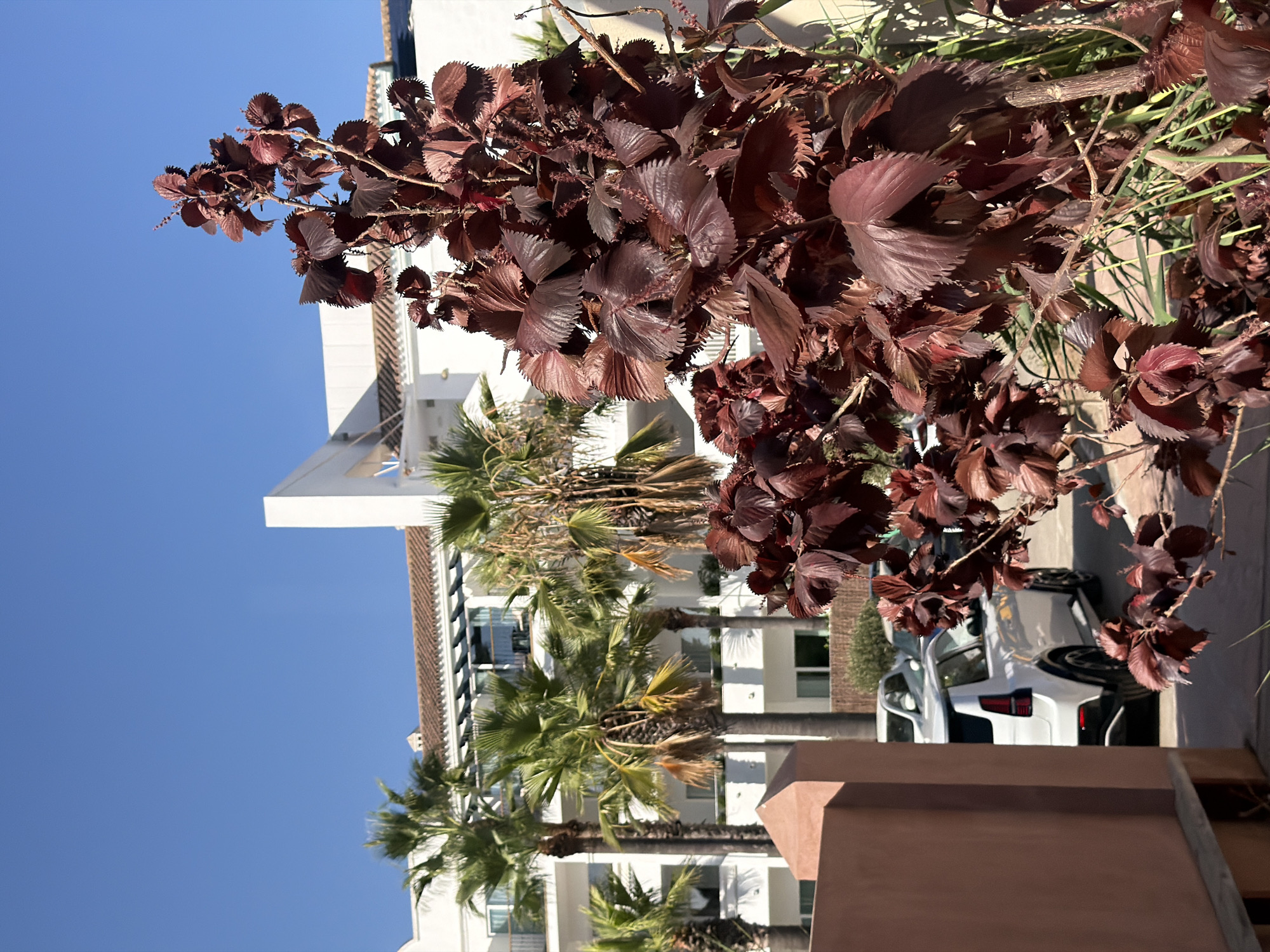 In Estepona, Spain, a vertical close-up shot focuses on a vibrant shrub with dark reddish-brown, serrated leaves in the foreground. Behind the shrub, a white building with multiple balconies and terracotta-tiled roofs is visible, flanked by lush green palm trees. A white SUV is parked to the left of the frame, partially obscured by a peach-colored wall. The sky above is a clear, bright blue.
