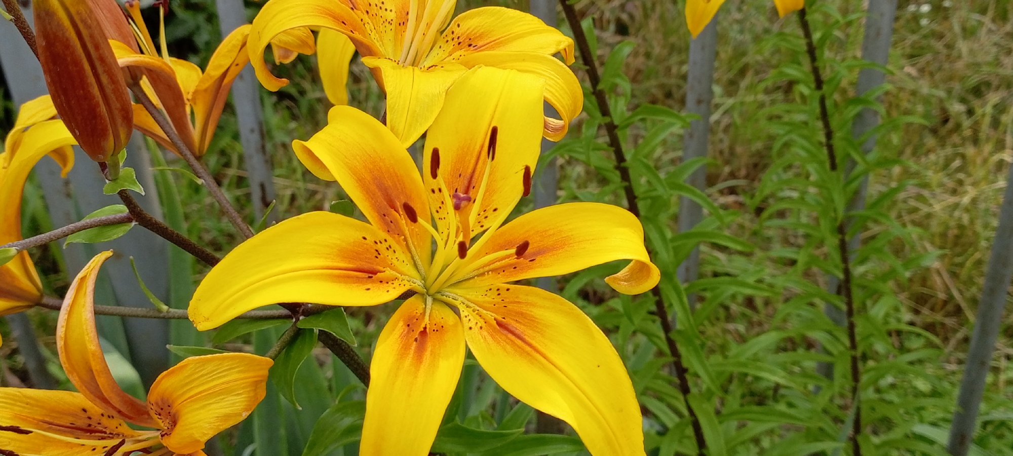 A close-up, eye-level shot captures a cluster of bright yellow lilies against a softly blurred background of green foliage and a grey metal fence. The lilies, some in full bloom and one in bud, display vibrant yellow petals with striking orange streaks and dark red spots. The main lily in focus is at the forefront, its open petals revealing its stamen and pistil. The image appears to be taken outdoors, possibly in a garden or natural setting within the city of Kirsanov, Russia, given the presence of the fence which is commonly found in Russian gardens and dacha plots.