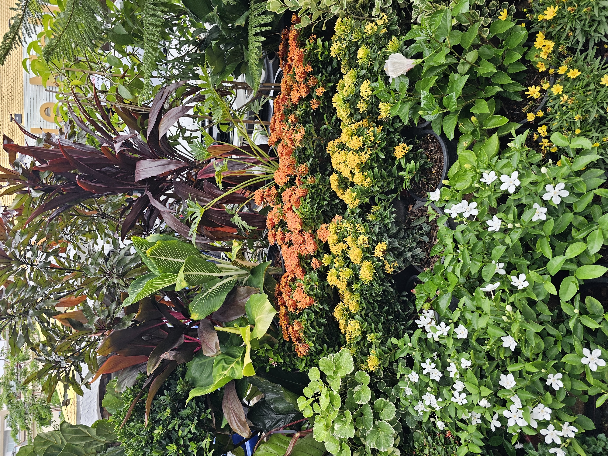 The image shows an outdoor plant nursery in Bangkok, Thailand, filled with a vibrant display of potted plants. The foreground is dominated by a dense bed of small white flowers with green foliage, interspersed with scattered yellow blossoms. Behind this, rows of plants with bright orange and yellow flowers form a striking visual contrast, some of which are partially obscured by taller, leafy green plants. The background features larger, more mature plants with deep red and green foliage, including a tall plant with large, dark red leaves. The setting appears to be a commercial area, with hints of buildings and potentially other businesses visible in the distance through the greenery. The overall impression is one of lush vegetation and a well-stocked nursery.