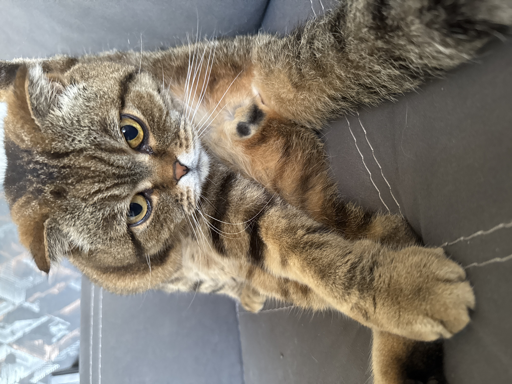 A close-up, eye-level shot shows a Scottish Fold cat sitting on a gray couch. The cat has tabby markings in shades of brown and gold, with folded ears and bright yellow eyes. Its left front paw is resting on its chest, while its right front paw is extended forward. The cat's left hind leg is bent, with its paw visible. The background is a blurred gray couch with white stitching. The image appears to be taken indoors. There is no indication of the city of Солонешное, Russia, or any other location.