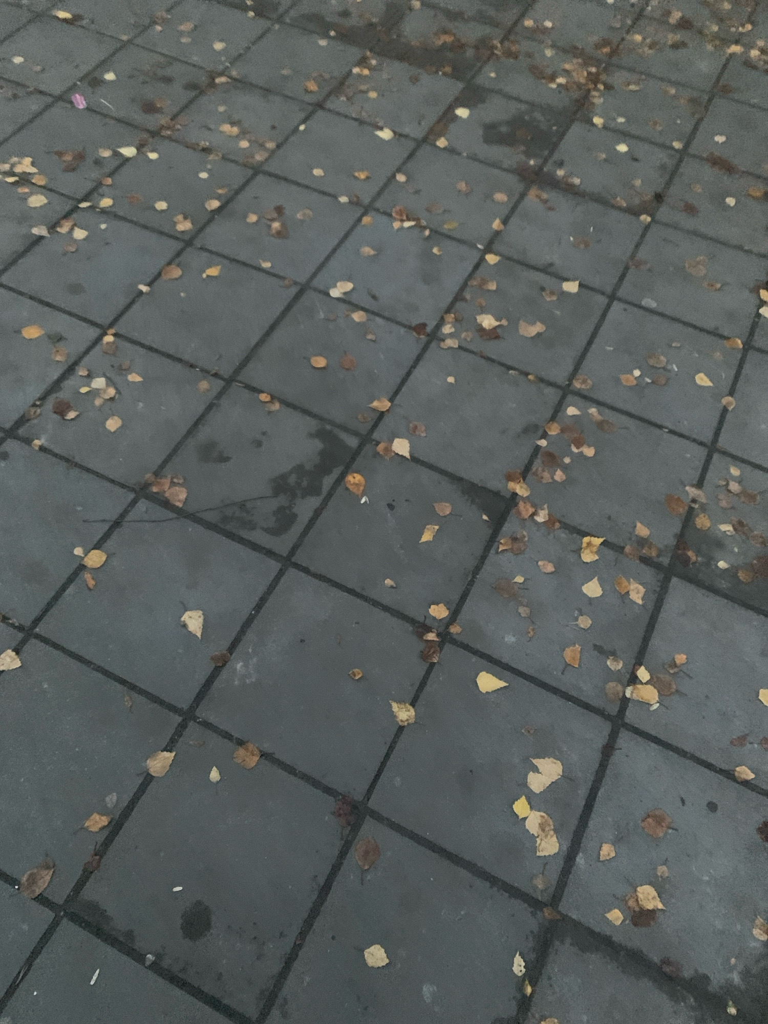The image shows a close-up, overhead view of a wet, grey, tiled outdoor surface, likely a sidewalk or patio, scattered with fallen autumn leaves. The tiles are square, arranged in a grid pattern with dark grout lines. The leaves are predominantly yellow and brown, varying in size and shape, some appearing dry and others damp from the wet surface. There are also dark, wet patches on the tiles, suggesting recent rain. The scene is devoid of any people or animals. The overall impression is one of a slightly overcast autumn day in an urban or semi-urban environment. The image is undated and does not provide explicit visual cues to pinpoint its exact location within Katunino, Russia, beyond it being an outdoor tiled area.