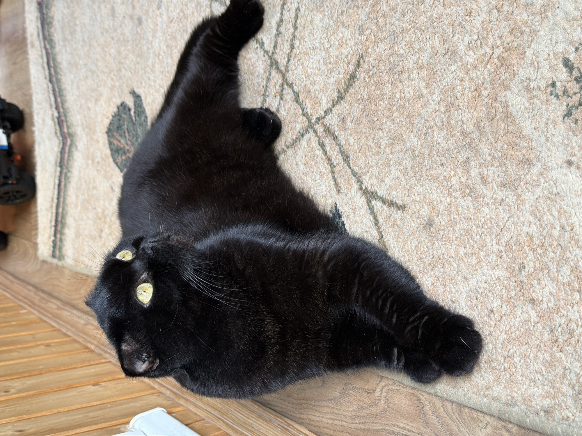 A black cat is lying on its back on a light-colored rug with a pattern of stylized leaves. The cat's body is stretched out, and its paws are splayed. The cat's eyes are open and wide, with bright yellow irises and black pupils. Its whiskers are long and white. The rug is on a wooden floor, with wooden planks visible on the left side of the image. There is a hint of what looks like a toy on the far left. The lighting suggests it's daytime. The cat appears to be relaxed and playful. No text is visible in the image. The location is Ulyanovsk, Russia.