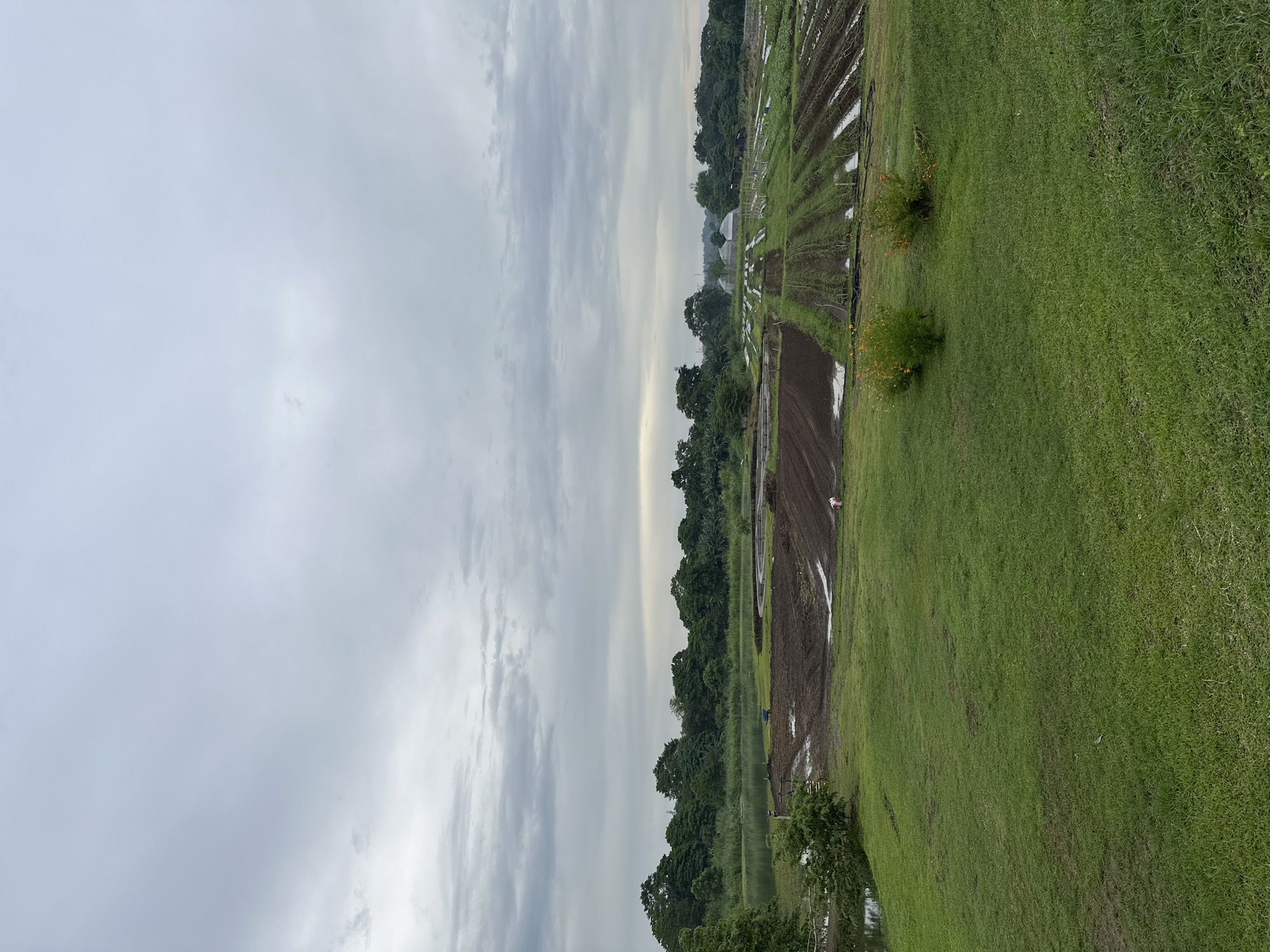 This is a photograph of a farm located in Davao City, Philippines, captured under an overcast sky. In the foreground, a lush green lawn slopes downwards towards the middle ground. In the middle ground, there are several cultivated fields, some appearing freshly tilled and others showing rows of crops with waterlogged patches. A small body of water, likely a pond or canal, is visible to the left of the cultivated areas. Beyond the fields, a dense line of trees forms a verdant backdrop. In the distance, several white dome-like structures, possibly greenhouses or storage facilities, are scattered across the landscape. A person in a white shirt and red pants is visible in the middle ground, near the cultivated fields. A blue wheelbarrow is also present in the middle ground. The overall impression is one of a working agricultural space on a cloudy day.