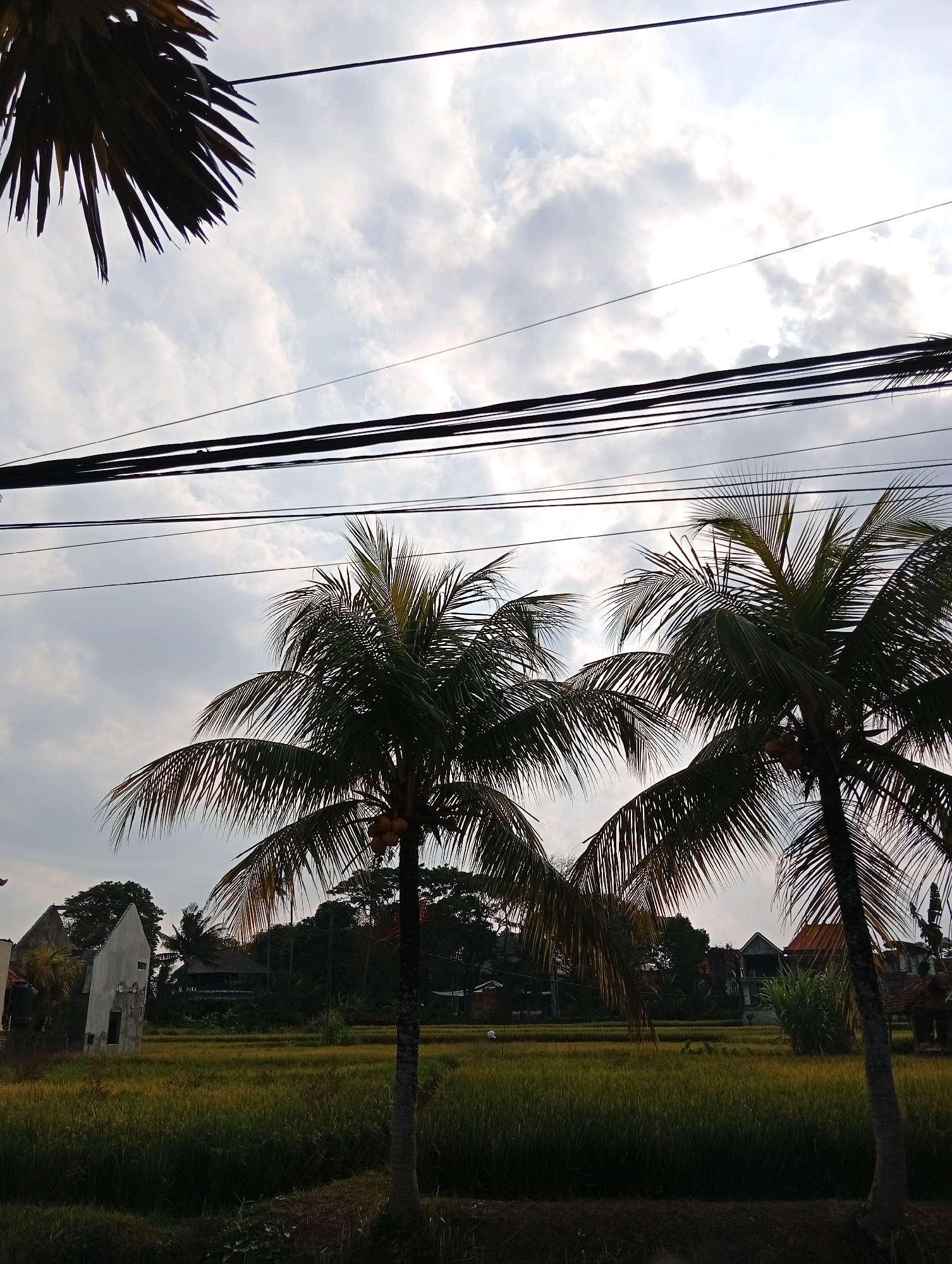 The image depicts a rural scene in Ubud District, Indonesia, under a cloudy sky. In the foreground, the fronds of two palm trees, one on the left and another in the center-right, are prominently featured. The tree on the center-right has coconuts visible. Beyond the palm trees, a rice paddy field stretches across the middle ground, appearing golden-green, suggesting it is nearing harvest. Several buildings are visible behind the rice paddy, including a white, angular structure on the left, and other dwellings with traditional Indonesian architecture, some with reddish-tiled roofs. Lush green trees form a backdrop behind the buildings and the field. Overhead, a series of dark electrical wires are strung across the sky. The overall impression is one of a serene, agricultural landscape.