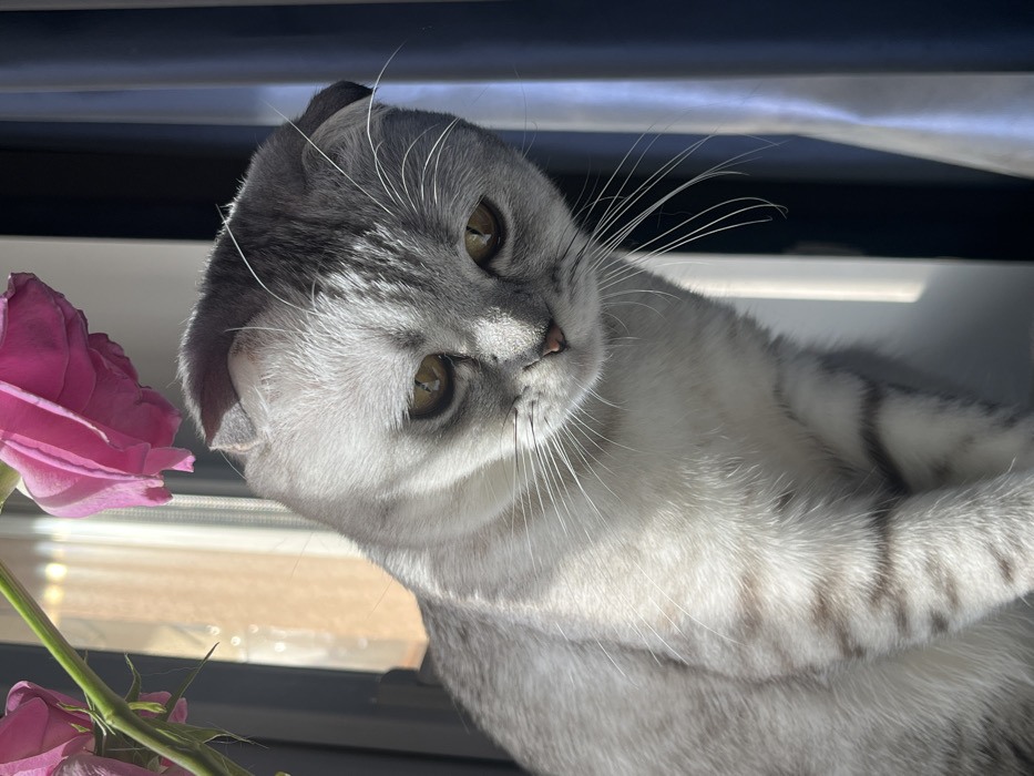 The scene is set indoors in the city of Zvezda, Russia. The primary subject is a Scottish Fold cat, exhibiting a silver-grey tabby coat with distinct darker grey stripes and yellow-gold eyes. Its ears are characteristically folded forward and downward. The cat is positioned facing slightly to its left and looking downward, with its pink nose visible. Strong direct sunlight from an off-camera source on the left illuminates the cat, creating highlights on its fur and distinct light and shadow patterns. In the upper left quadrant of the frame, two pink rose blossoms on a green stem are partially visible, with one blossom in sharp focus. The background consists of a brightly lit window area to the left and vertical dark blue curtains on the right. No human figures are present.