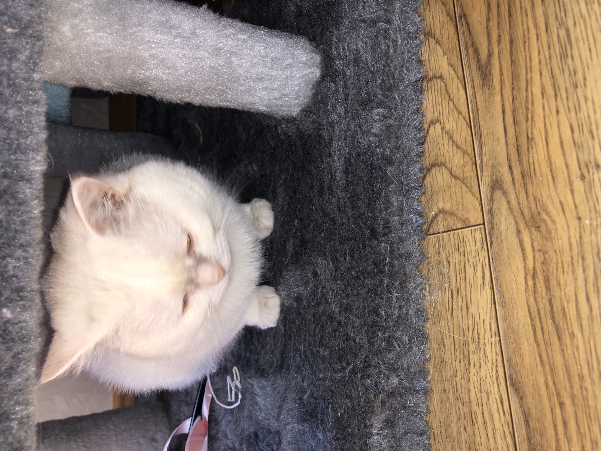 A close-up shot shows a white cat with yellow eyes and pinkish nose looking down under a cat tree. The cat is sitting on a dark gray carpet. The cat tree has two grey posts covered in carpet, one on the left and one on the right. Underneath the cat tree is a light blue cloth. The bottom of the image shows a wooden floor. There is a pink ribbon with white string attached to it on the left side of the image.
