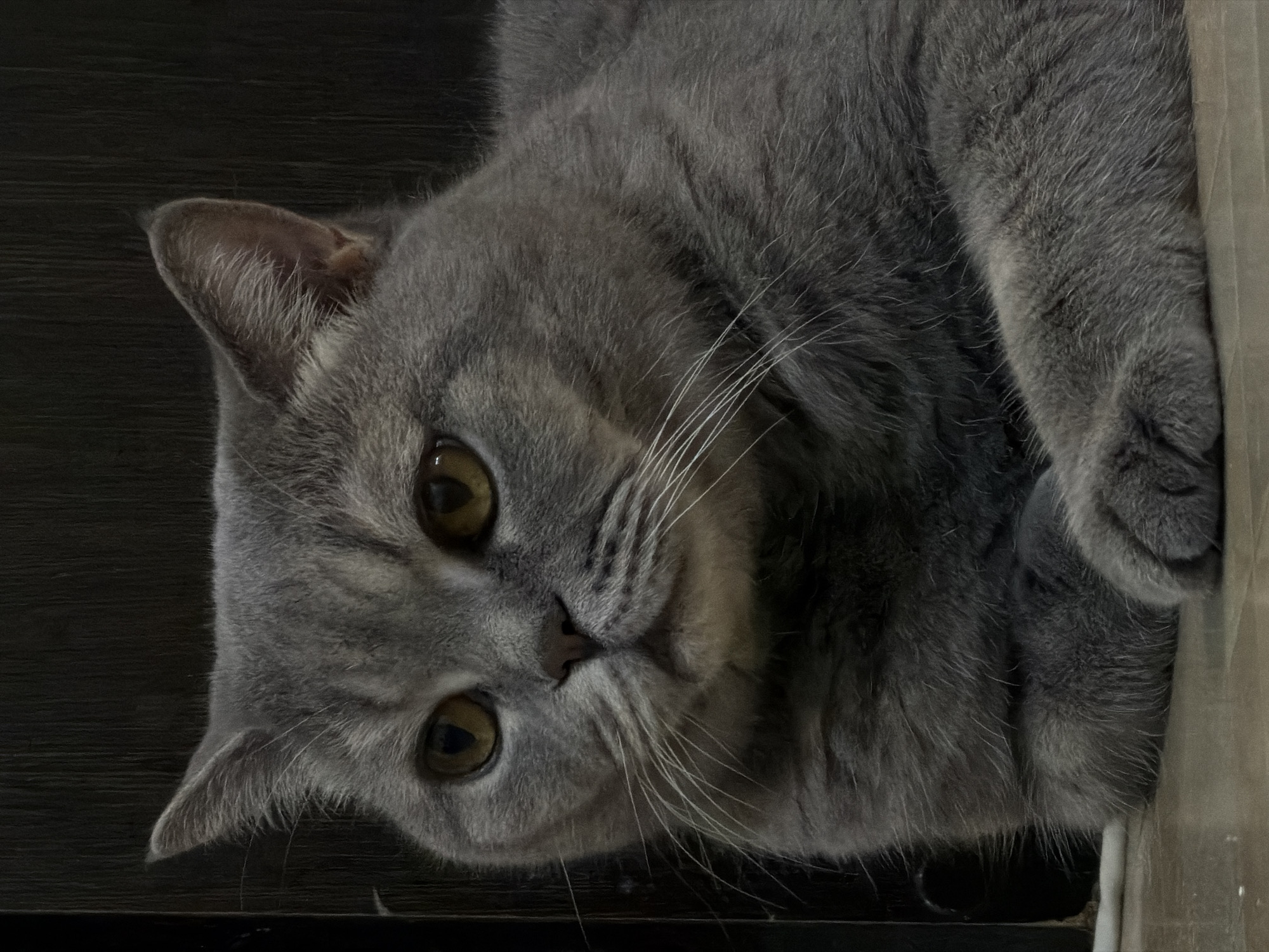 A close-up, head-on shot captures a gray British Shorthair cat resting on a light-colored tiled floor. The cat's paws are crossed neatly in front of its chest. Its large, round eyes are a striking amber color, and its whiskers are prominent against its grayish-blue fur. The background is a dark, vertical wooden surface, possibly a door or paneling, creating a stark contrast with the cat's lighter fur. The lighting is dim, highlighting the cat's features. The setting is not specified to be within the city of Perm, Russia, or any other urban environment.