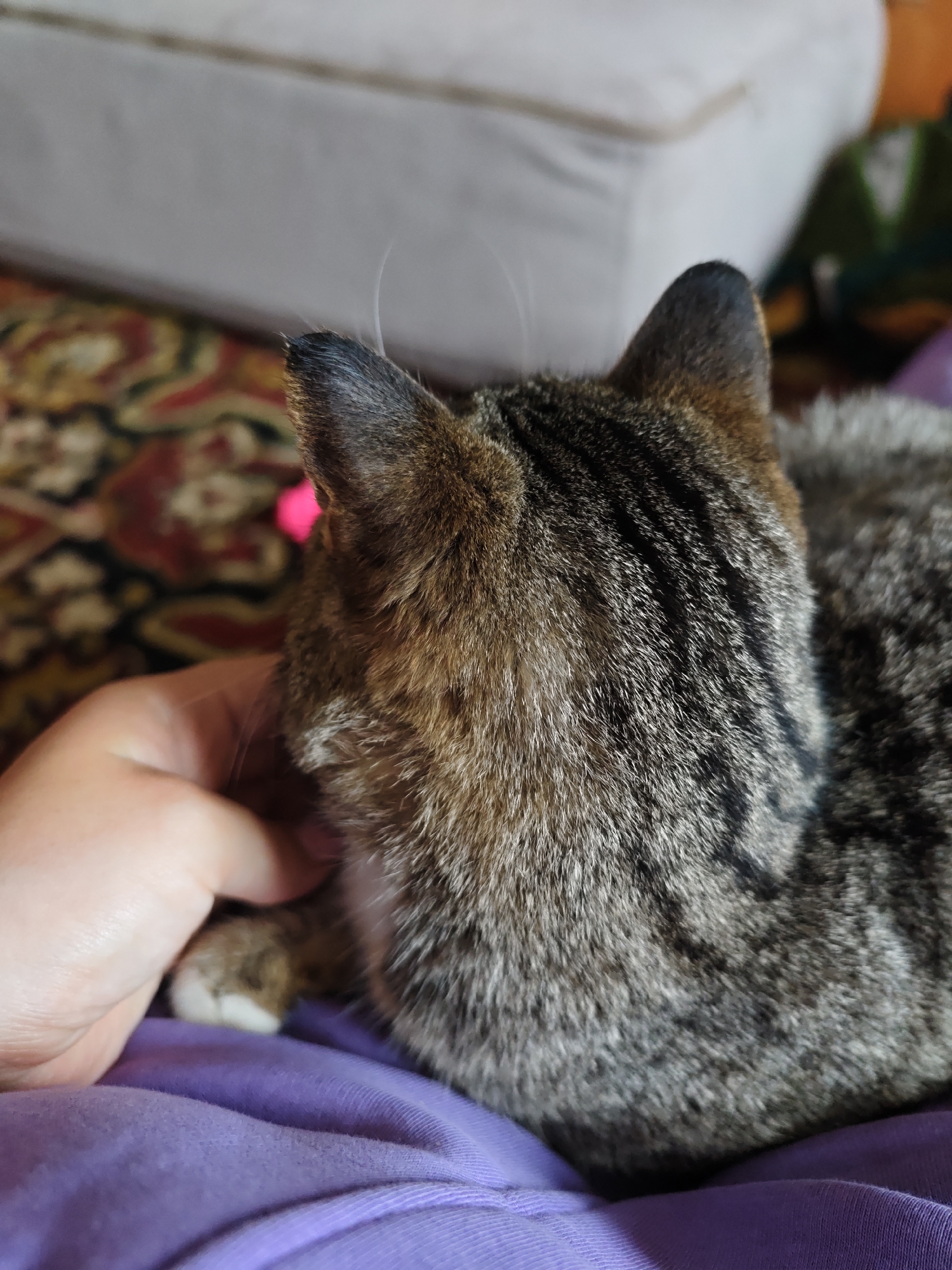 A close-up shot shows the back of a tabby cat lying on a person's lap. The person's hand is gently touching the cat. The cat's fur is gray and black striped. The person is wearing a purple shirt. The location is not discernible from the image. No information relates this photo to the city of Уральское, Russia.