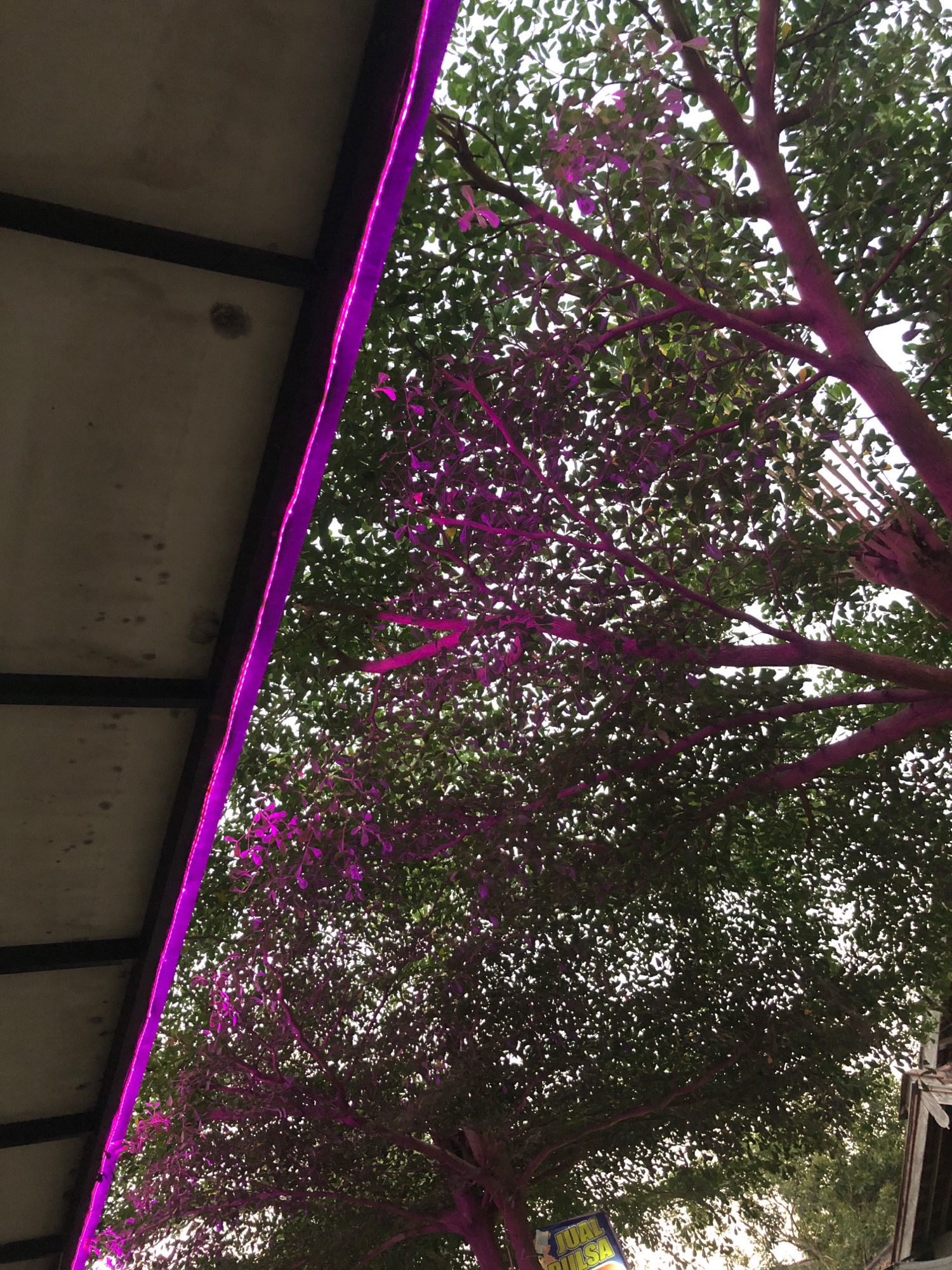 This image depicts an outdoor scene, possibly in the city of Keniten, Indonesia. In the foreground, a bright pink LED strip light runs vertically along the edge of a dark, possibly wooden, structure that appears to be a roof or overhang. The light casts a vibrant pink glow on the underside of this structure, which is made of panels and beams.
Beyond the structure, a dense canopy of green leaves from trees dominates the upper portion of the image. The leaves are illuminated by a mix of natural light filtering through and the pink light from the LED strip, which casts purple hues on some of the branches and leaves. The trees appear to be in a park or garden setting, with their branches reaching upwards and outwards. In the background, a hint of a white or light-colored structure with a textured surface is visible, and a small portion of a sign with Indonesian text, "JUAL PULSA," meaning "PULSE SALE" or "MOBILE CREDIT SALE," is present at the bottom right. The overall impression is one of an atmospheric outdoor space, perhaps decorated for an event or to enhance the ambiance at night.