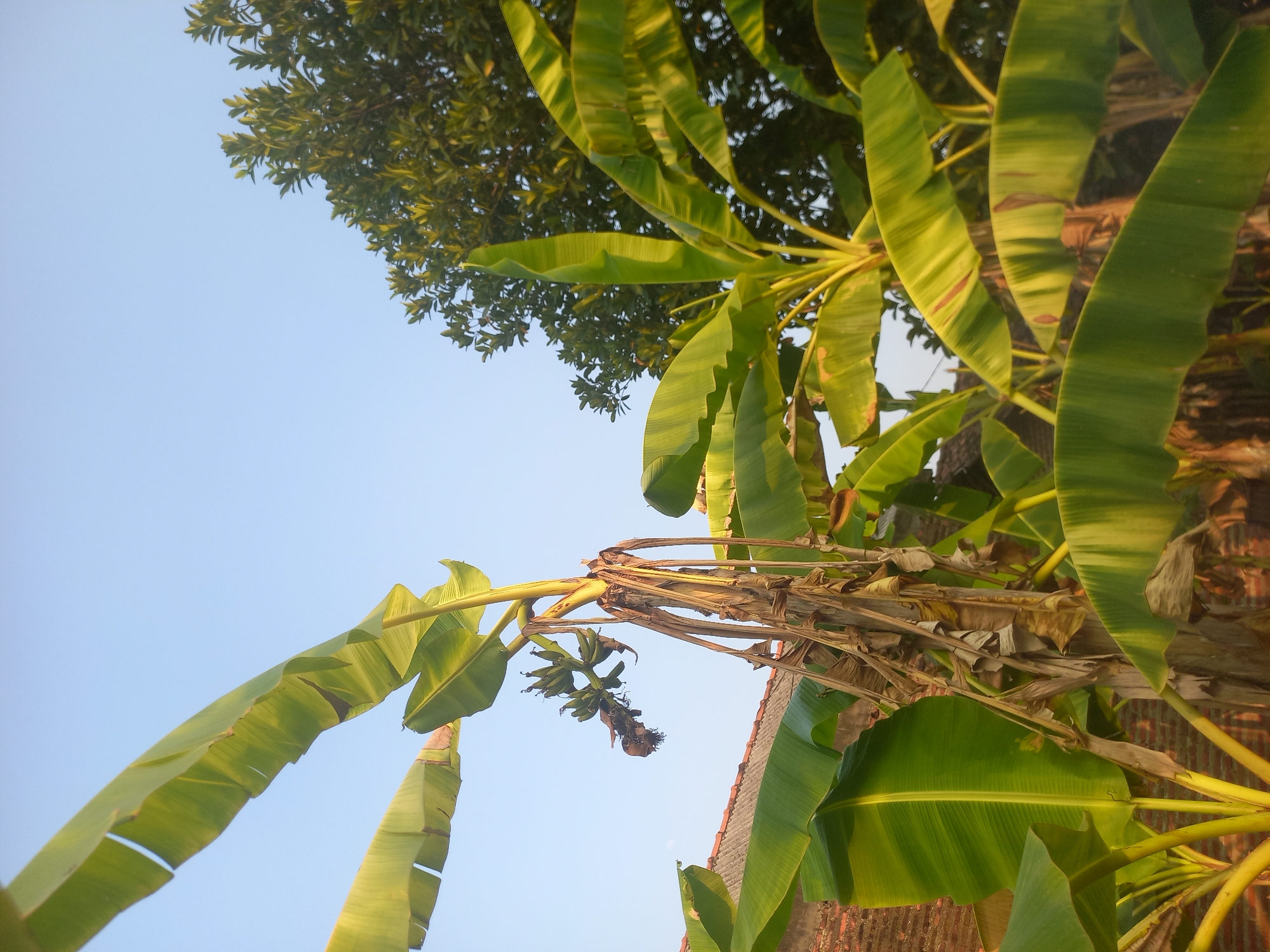In Gabusbanaran, Indonesia, the image captures a close-up view of a banana tree with a bunch of young, green bananas. The tree's trunk is visible, adorned with decaying brown leaves. In the background, a traditional Indonesian house with a tiled roof stands adjacent to the tree. Lush green foliage and a clear blue sky complete the scene, creating a serene and natural ambiance.