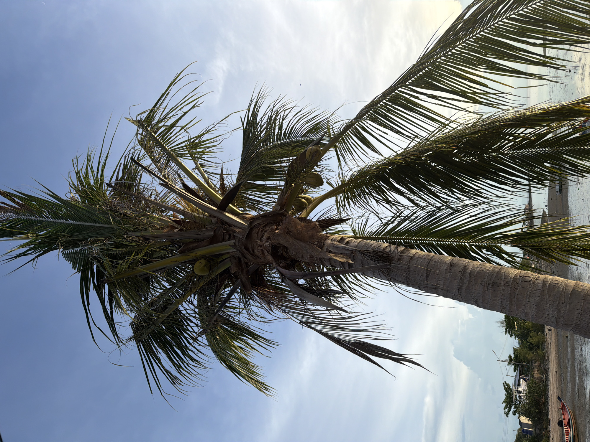 This media file captures a low-angle view of a tall coconut palm tree against a bright blue sky with scattered white clouds. The palm's fronds, long and green with some signs of drying, extend outwards, some framing the sky, others obscuring parts of the scene below. Several green coconuts are visible amongst the fronds.
The trunk of the palm tree is thick and textured, showing the characteristic rings of growth. The scene appears to be a tropical beach setting, with hints of sand and water visible in the background, partially obscured by the palm fronds. Further in the distance, a low-lying shoreline can be seen with vegetation, some buildings, and a small boat. The lighting suggests it is daytime, likely late afternoon or early evening given the warm tone of the light filtering through the clouds. The overall mood is serene and suggests a relaxed, natural environment. There is no visible text in the image.