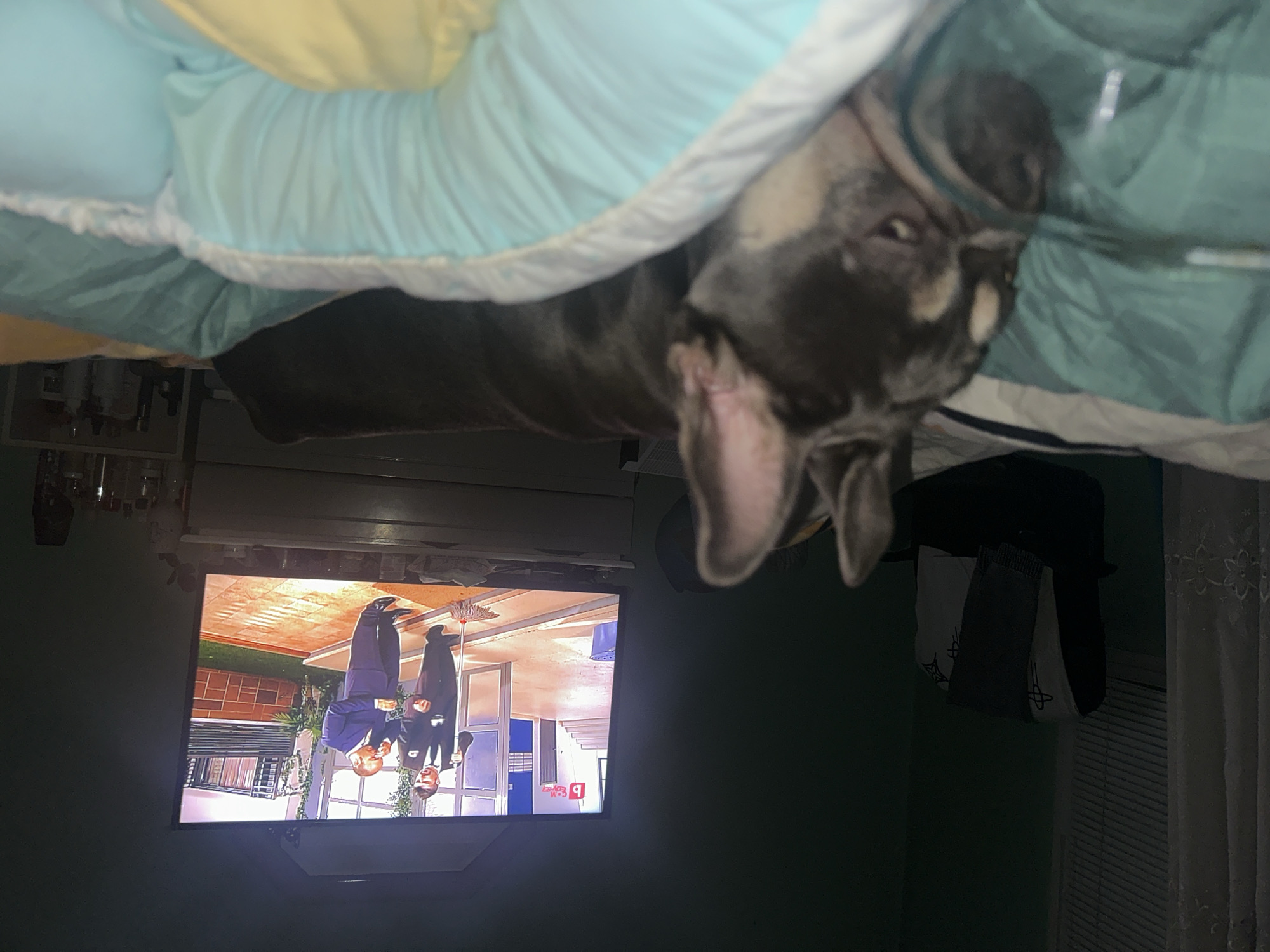 The image displays an indoor scene, rotated 90 degrees counter-clockwise from its likely original orientation. In the top half of the frame, a dog is partially visible, peeking out from under a light blue blanket with a white trim. The dog, possibly a French Bulldog or similar breed, has dark grey/brindle fur with white markings on its face and chest, and its ears are prominent. Its head is positioned towards the right side of the frame, and its gaze is directed towards the left side of the frame, or downwards if the image were correctly oriented.
The bottom half of the image reveals a dimly lit room. A television screen occupies the lower-left section, displaying two men in suits who appear to be standing upside down on the screen relative to the dog's implied orientation. One man holds a red mop. The setting on the TV appears to be an interior or courtyard with a patterned floor and some potted greenery. A red and white logo is visible on the TV screen, containing text like "CXP" and the number "9," likely a channel or program identifier.
Above the television, a shelf or cabinet holds several bottles or jars. To the right of the TV, a window with white blinds and a sheer curtain is visible. Some dark clothing or fabric items are hanging near the window. The overall dim lighting suggests the time of day is evening or night. The activity captured is a dog resting comfortably under covers while a television is playing in the background.