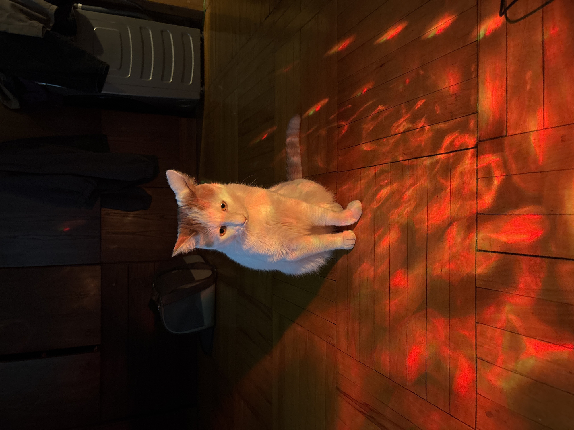 A ginger and white cat is sitting on a wooden floor, illuminated by a red light that casts patterns on the floor. The cat is facing forward, with its paws tucked underneath it. The background is dark and appears to be a room with wooden walls and some hanging clothes. A dark grey pet carrier is visible on the left side of the frame.