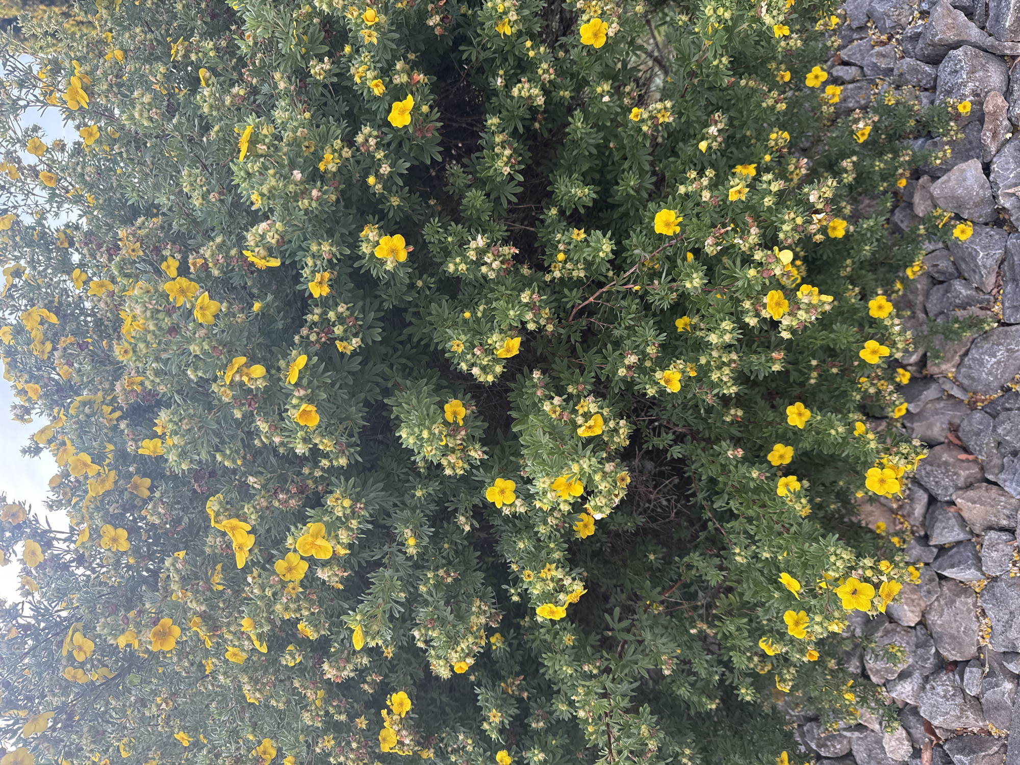 This media file showcases a dense, flowering shrub with numerous small, vibrant yellow blossoms. The shrub is characterized by its lush green foliage and the profusion of its bright yellow flowers, which appear to be in full bloom. Interspersed among the open flowers are many developing buds and seed heads, suggesting a continuous flowering period. The shrub is positioned next to a wall constructed from grey, rough-hewn stones. These stones vary in size and shape, creating a textured and naturalistic barrier. The lighting suggests it is daytime, with the sky appearing overcast or slightly hazy, as there are no strong shadows. The overall scene conveys a naturalistic garden or outdoor setting, likely in a temperate climate given the type of vegetation. No people are visible in the frame, and no text is present. The location context provided indicates this scene is from Bad Salzschlirf, Germany.