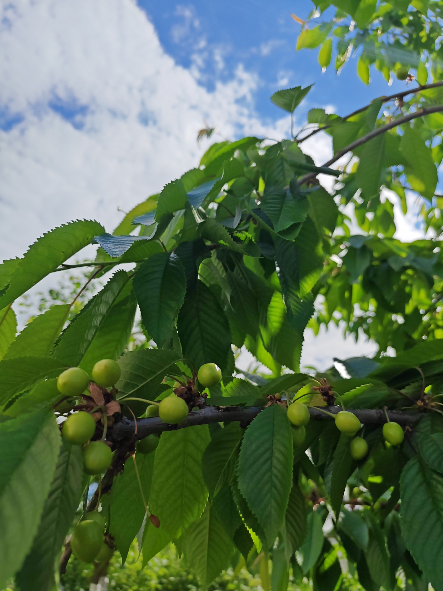 A close-up, low-angle shot captures a cherry tree branch laden with numerous unripe green cherries, set against a bright blue sky dotted with fluffy white clouds. The vibrant green leaves of the cherry tree dominate the foreground and midground, creating a dense canopy. Sunlight filters through the leaves, illuminating them with varying shades of green, from deep emerald to lighter, almost translucent hues, and casting subtle shadows.
Several clusters of small, round, light green fruits, which appear to be developing cherries, are visible hanging from the dark brown branches. Their surfaces are smooth and reflect some of the ambient light. Some small, dried flower remnants or stems are also present where the fruits attach to the branch. The branches themselves are dark and sturdy, providing a strong contrast to the fresh green foliage and fruit.
The sky in the background is a clear, azure blue, with soft, diffused white clouds adding texture. The overall impression is one of a serene and natural scene, indicating a sunny day in the midst of the growing season. The focus is sharp on the leaves and fruit in the lower and central parts of the image, while the background sky and distant foliage are softly blurred, creating a sense of depth. There are no people or visible text in the image. The scene is located in Rybolovo, Russia.