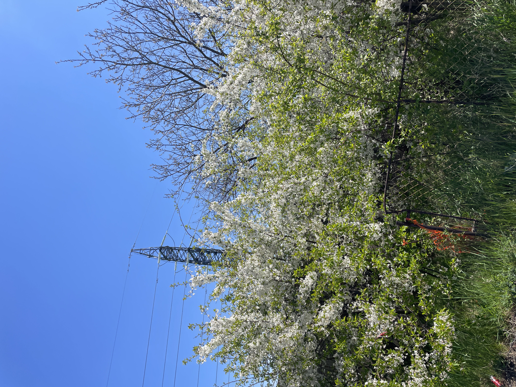 The media file presents an outdoor scene under a clear, bright blue sky on a sunny day. The dominant feature is a large tree, heavily laden with white blossoms and lush green leaves, occupying the right and central sections of the image. To the left of this blossoming tree, another tree with dark, bare branches is visible against the sky, extending from the upper-left corner.
In the mid-ground on the left, a metal electricity pylon with its characteristic lattice structure and insulators is prominently featured, supporting multiple power lines that traverse the sky. Some of these lines intersect with the branches of the blossoming tree.
A chain-link fence runs vertically along the far right side of the image, separating the blossoming tree from a dense patch of tall, green grass. The fence is also visible behind portions of the blooming tree. No people or visible text are present in the image. The scene suggests springtime due to the abundant blossoms and new green leaves, with bright daylight and clear weather. The combination of nature and industrial infrastructure, set against a vibrant blue sky, provides a glimpse of a specific area in Sofia, Bulgaria.