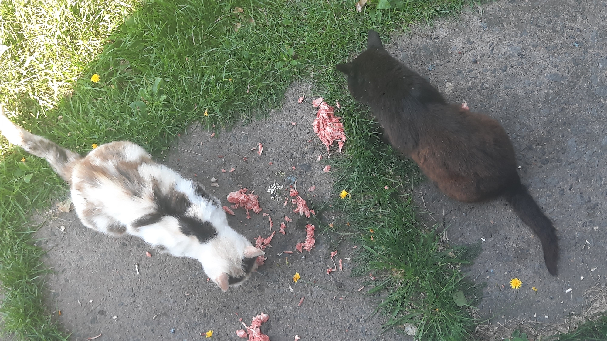 Two cats are eating raw meat on a paved surface next to a patch of grass. One cat is predominantly white with patches of brown and black. The other cat is black. There are small yellow flowers and green grass surrounding the paved area.