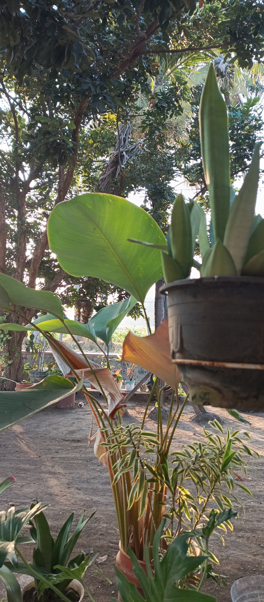 In Arjasa, Indonesia, a low-angle shot captures an outdoor scene dominated by lush foliage and natural light. In the foreground, a dark pot holds a tall, green plant with pointed leaves. To the left, a large, vibrant green leaf extends into the frame, partially obscuring a glimpse of a darker leaf behind it. The middle ground reveals the stalks of another plant, with some leaves exhibiting a reddish-brown hue, suggesting they may be older or drying. These plants are arranged on a dusty, uneven ground surface. In the background, a large tree with dense, dark green leaves creates a canopy, with sunlight filtering through the branches and creating bright patches. Further back, a concrete wall is visible, and beyond that, more greenery and the faint outline of structures can be seen. The overall impression is one of a tranquil, sun-drenched garden or yard.