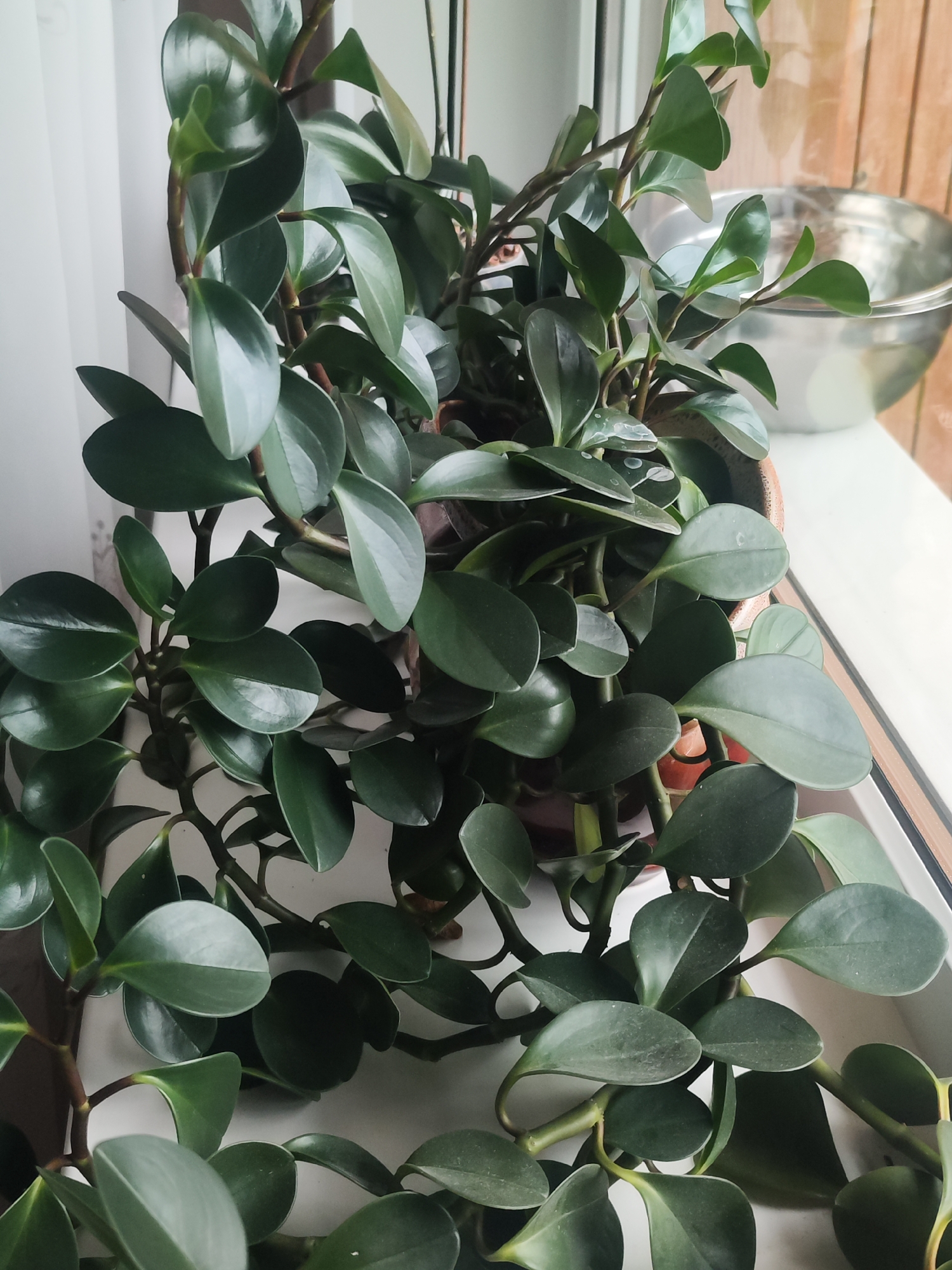 A close-up shot of a glossy-leafed plant in a pot, likely indoors on a windowsill. The location is not discernible from the image. The focus is on the plant's leaves, which are deep green and oval-shaped. A metal bowl is partially visible in the background. The overall lighting is diffused and soft.