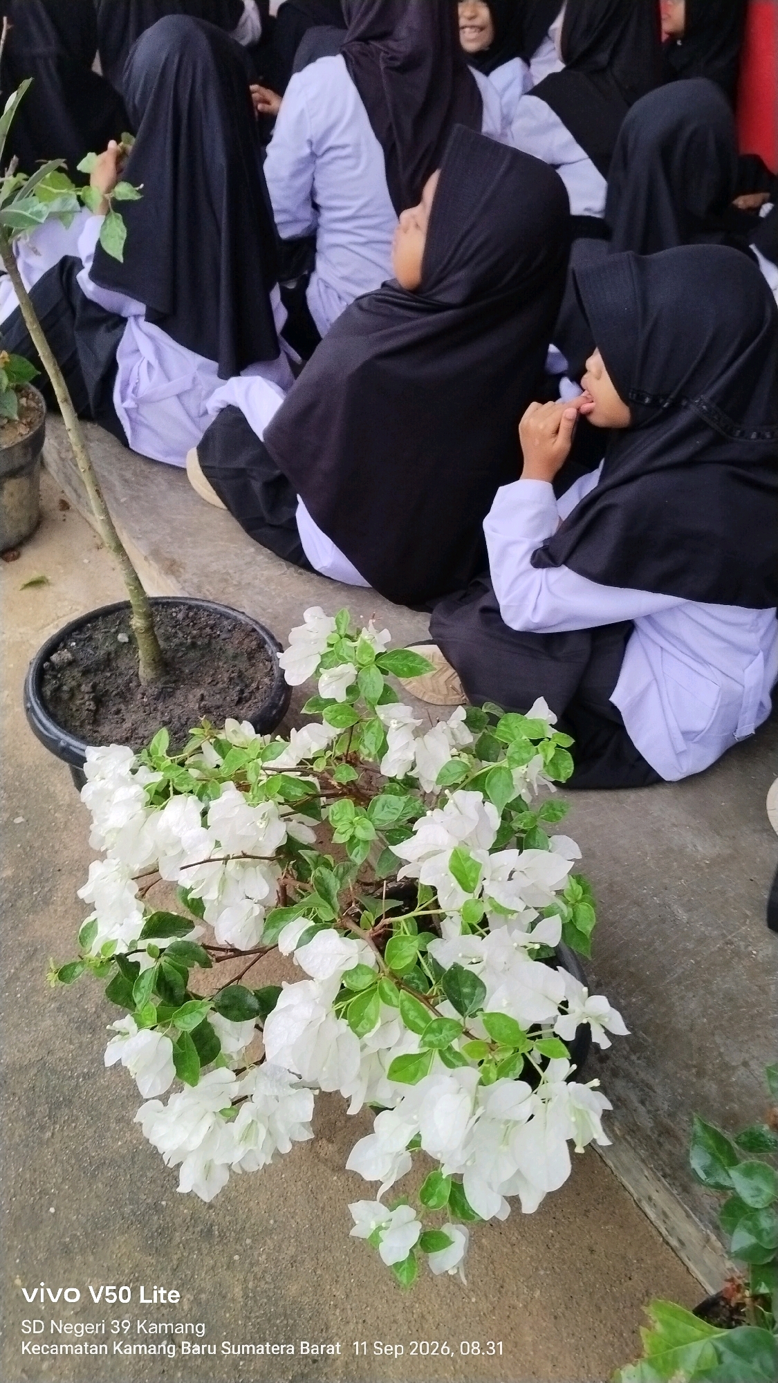 In a medium shot, a group of young girls, likely students, are seated on a concrete ledge. They are all wearing similar school uniforms: white long-sleeved shirts and dark headscarves (hijabs) and pants. Two girls in the foreground are facing away from the camera, with one looking to the left and the other to the right. A potted plant with lush green leaves and clusters of white bougainvillea flowers sits on the concrete in front of them. The background is blurred, but it appears to be an outdoor setting, possibly a schoolyard. The overall lighting suggests it is daytime. The bottom left of the image displays text indicating "vivo V50 Lite", "SD Negeri 39 Kamang", "Kecamatan Kamang Baru Sumatera Barat", and a date and time "11 Sep 2026, 08.31".