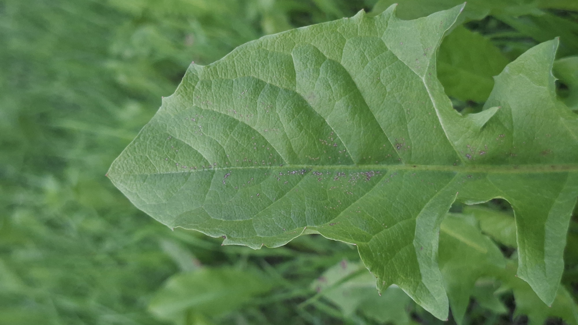 A close-up, vertical shot focuses on a single, large, green leaf with jagged edges and prominent veins. The leaf is positioned in the foreground, against a softly blurred background of green grass. Scattered across the surface of the leaf are small, dark, purplish specks, possibly indicating a plant disease or debris. The lighting is natural, suggesting an outdoor environment. The image was taken in Забалоцкі сельскі Савет, Belarus. There are no people or animals present in the image, and no discernible actions or interactions are taking place.