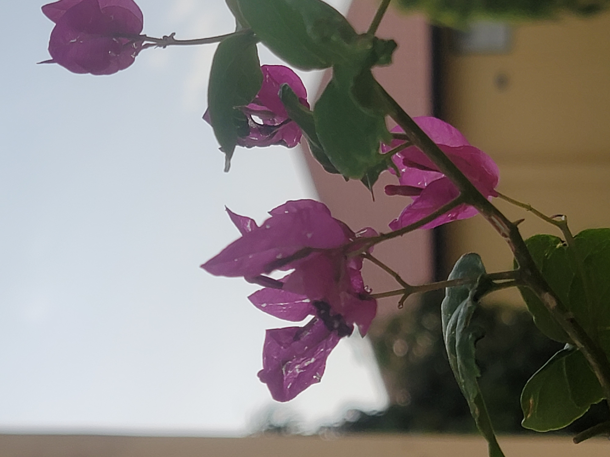 The image shows a close-up view of a Bougainvillea plant with vibrant pink bracts and green leaves. Some of the bracts and leaves appear to have water droplets on them, suggesting recent rain or watering. The background consists of a light sky and what appears to be a building or structure with a neutral-colored wall. No people are visible. It is impossible to verify the location is Barakin Akawo, Nigeria.