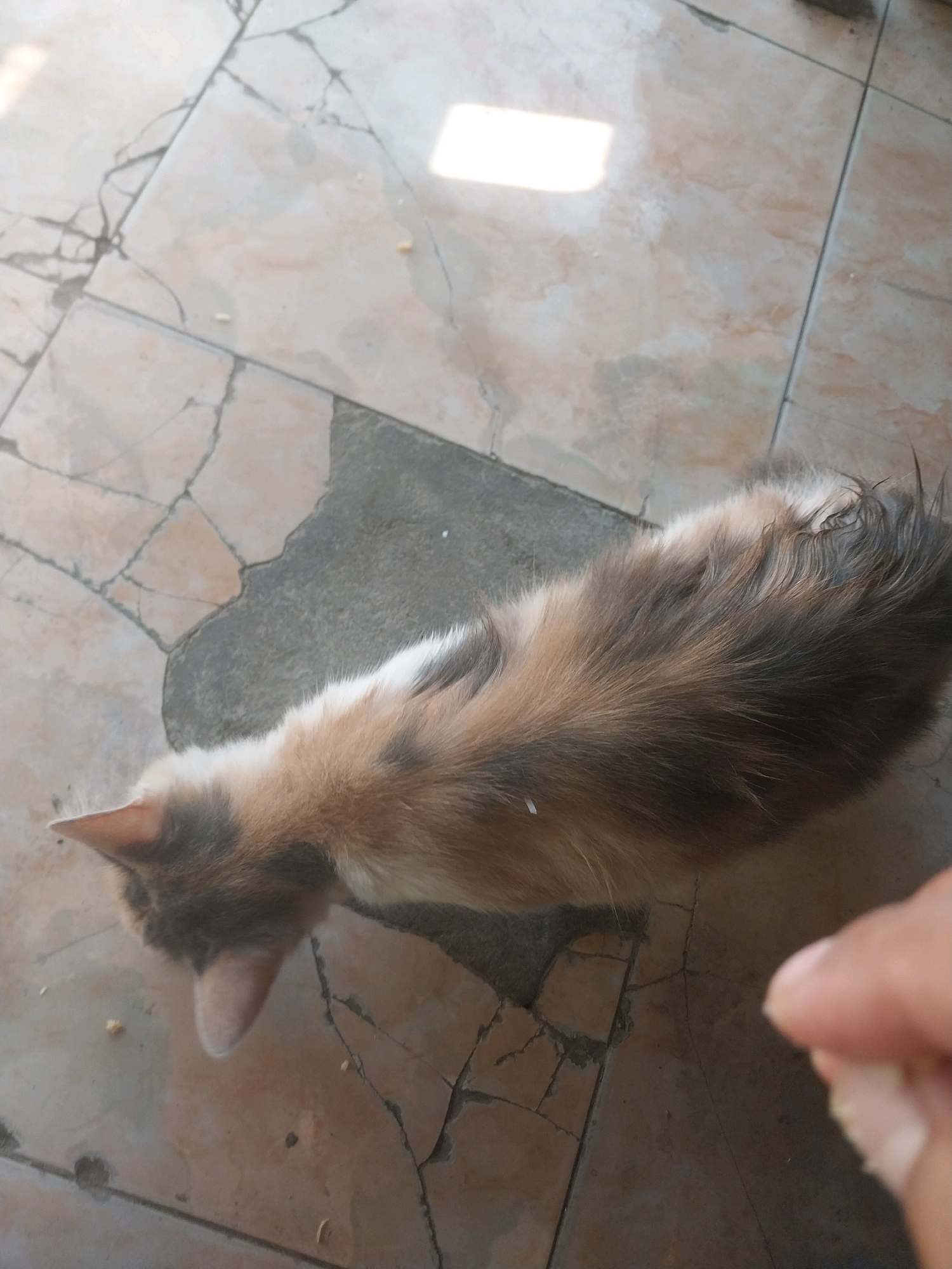 A tortoiseshell cat is on cracked tiled flooring, possibly outdoors in the city of Nglegok, Indonesia. The cat is lying down, facing left, with its head lowered. The cat's fur is a mix of brown, black, and white. Sunlight shines on the floor, creating bright patches. A human hand is visible on the right side of the frame, appearing to offer food to the cat.