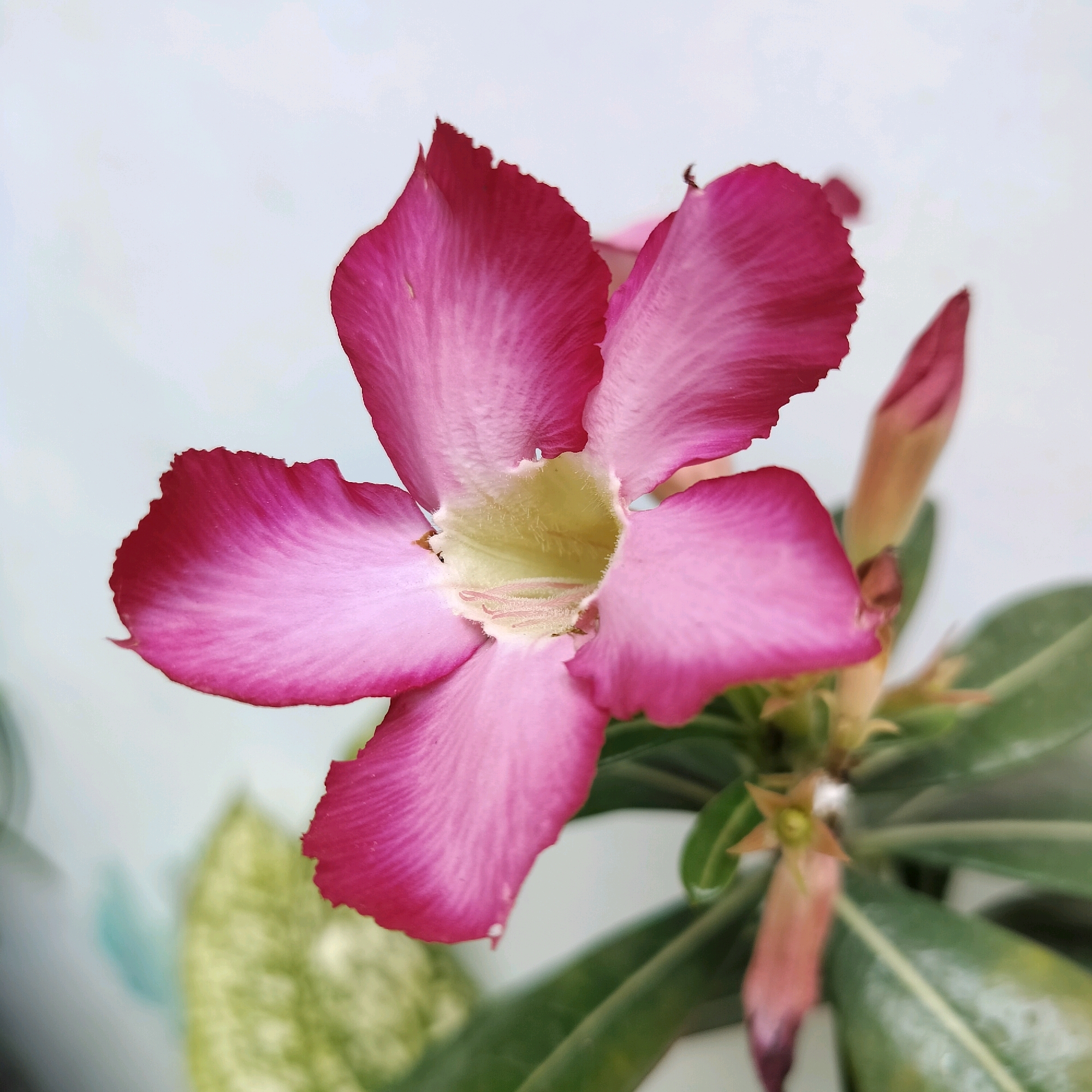 A close-up, overhead view focuses on a blooming Adenium flower with vibrant pink petals fading to white at the center. The flower has five distinct petals, each with visible veins, and a fuzzy, pale yellow stamen in the center. To the right of the main bloom, a tightly closed pink bud is visible, along with green leaves and part of a stem. A blurry, variegated green and white leaf is seen in the background to the left. The background is a soft, indistinct light gray. The image was taken in Yogyakarta, Indonesia.