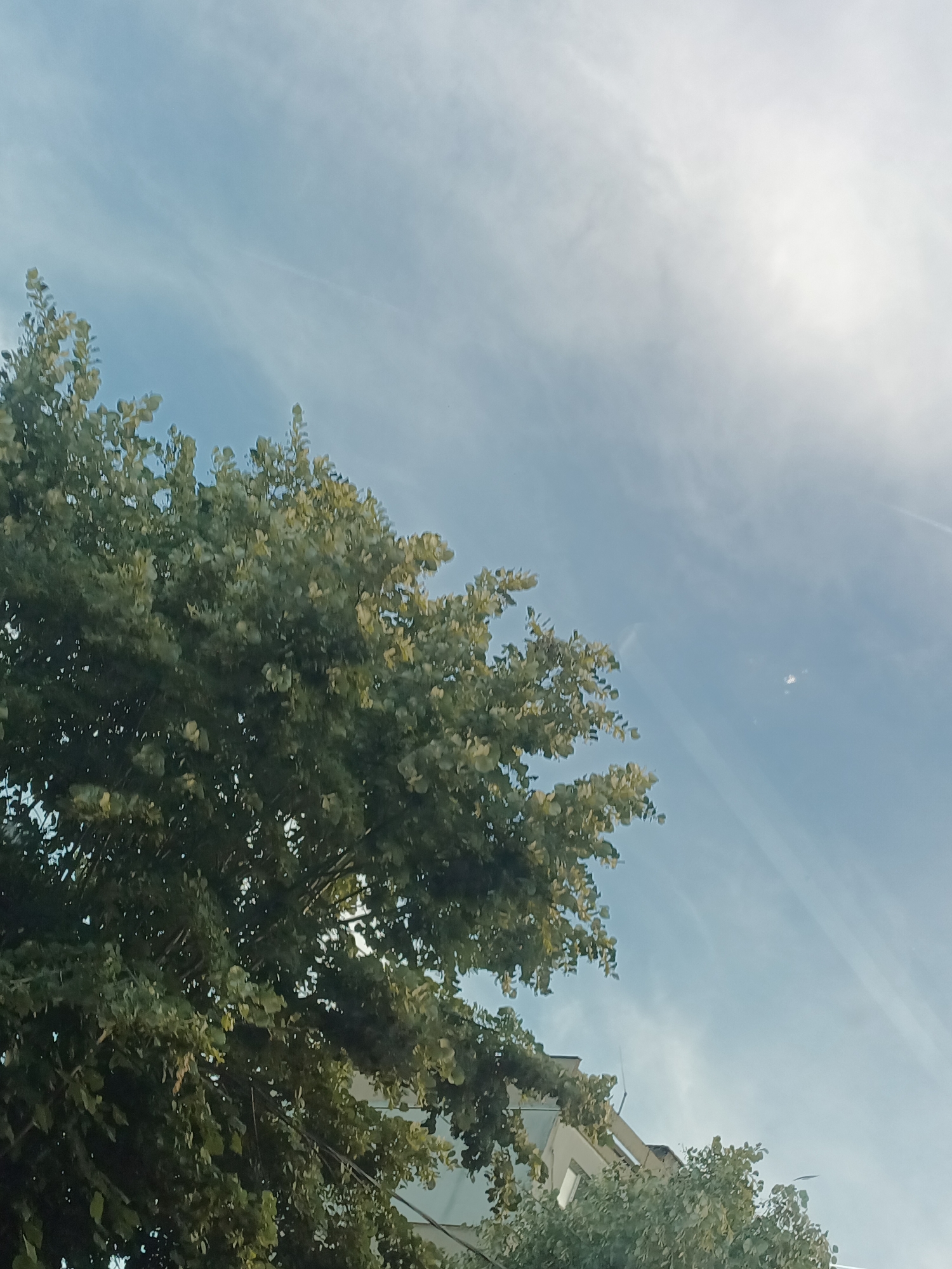 The image captures a view of the sky with a large tree in the foreground, partially obscuring buildings in the background. The sky is a pale blue with wispy clouds and a bright, hazy sun in the upper right quadrant. The tree is full of green leaves and its branches extend across the left and middle sections of the frame. The tops of some buildings, appearing to be light-colored, are visible peeking through the foliage at the bottom. The overall impression is an outdoor scene, possibly during the daytime, with a focus on the sky and surrounding vegetation.