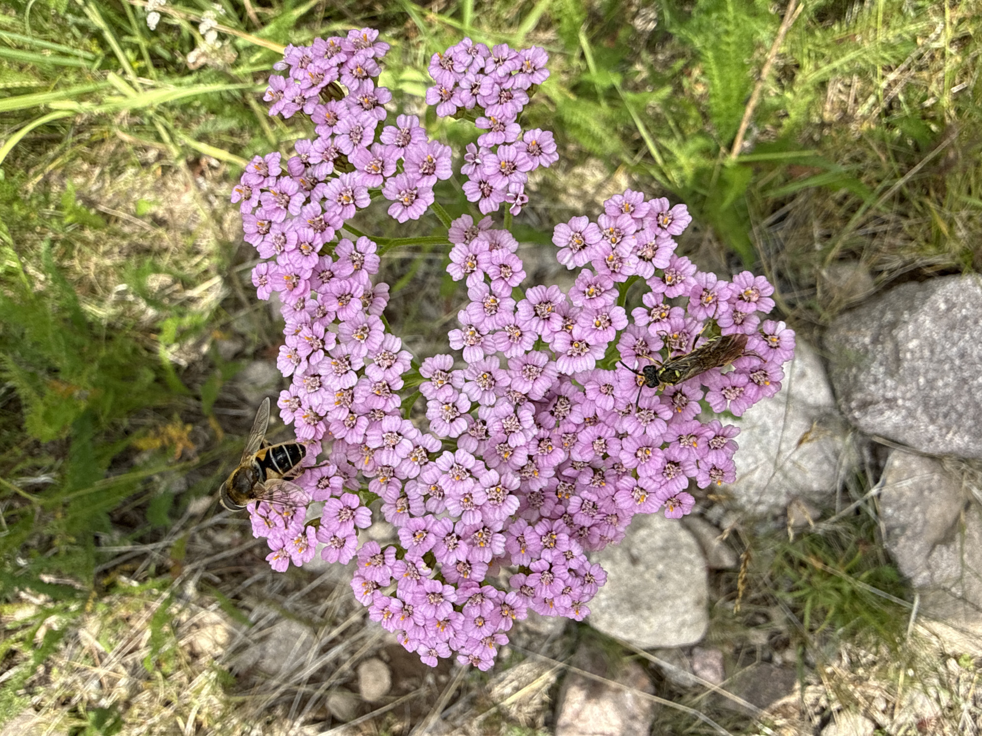 A close-up, high-angle, outdoor shot shows a cluster of pink yarrow flowers with two insects. The flowers are small and star-shaped with yellow centers. A bee with black and yellow stripes is perched on the upper left part of the flower cluster, facing to the left. Its wings are transparent. Below and to the right, a fly with a brown body and transparent wings is also on the flowers, facing to the left. The flowers are surrounded by dry grass, green foliage, and rocks in the foreground and background. The lighting suggests it is daytime. The location is Unknown, Unknown.