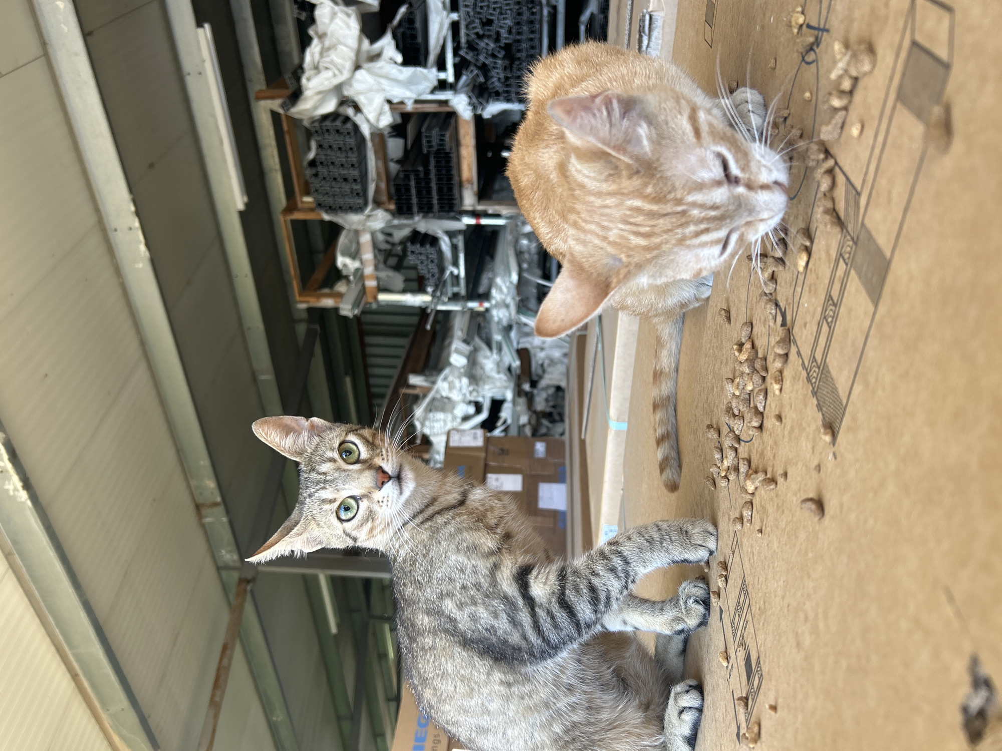 The image depicts two cats on a cardboard surface in what appears to be a warehouse or storage facility. The cat on the left is a tabby with green eyes, looking directly at the camera. It is seated with its front paws extended. The cat on the right is an orange tabby, with its head down, eating dry food scattered on the cardboard. The background shows shelves stocked with various items, including what appear to be plastic or metal extrusions wrapped in plastic. The lighting suggests an indoor, possibly industrial setting. The location of Struma, Bulgaria, is not visually ascertainable from the image itself.