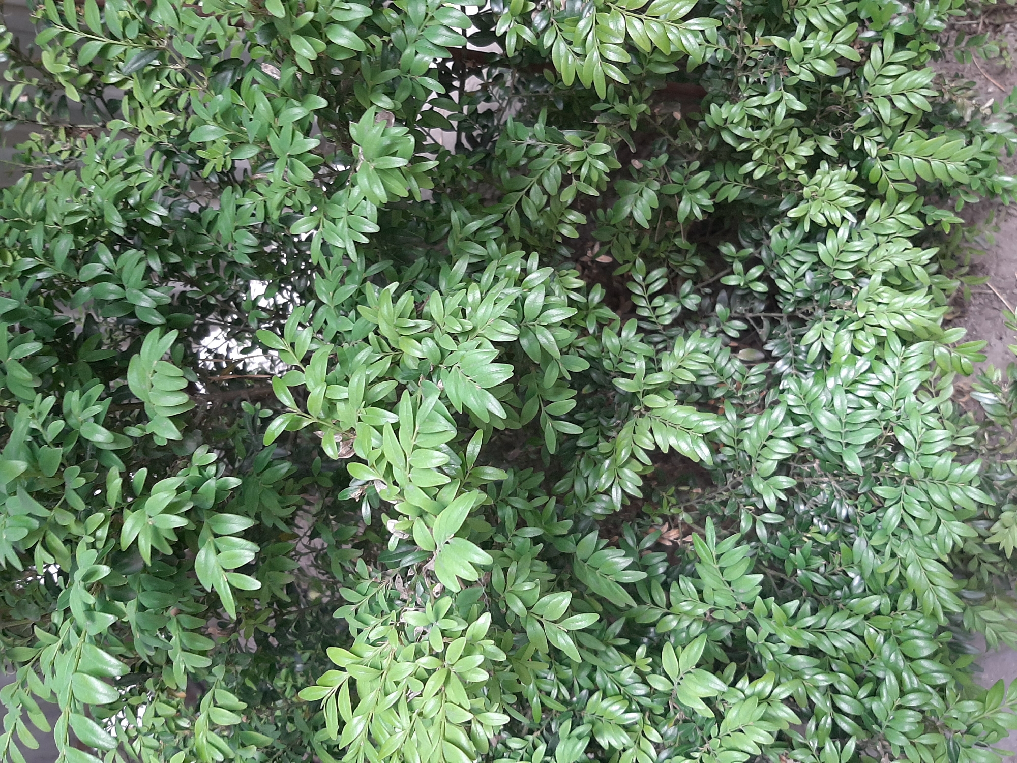 The image shows a close-up view of dense, green foliage, likely a hedge or shrub. The leaves are small, oval-shaped, and appear to be glossy, reflecting light in places. The greenery is the sole subject, filling the entire frame without any discernible background elements beyond hints of darker shadows and some dry, brown detritus near the bottom right, suggesting the base of the plant or the ground. There are no people, objects, or any specific activities visible. The lighting suggests it is daytime, with natural light illuminating the leaves. The overall impression is that of a healthy, well-maintained plant. There is no visible text in the image.