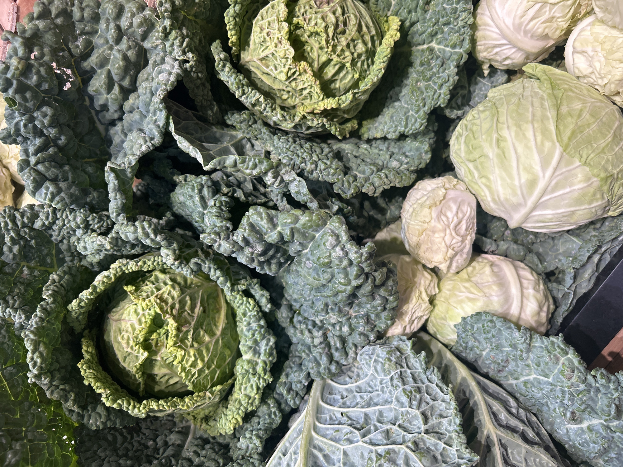 A close-up, overhead shot displays a dense arrangement of fresh cabbages in various stages of maturity. The foreground is dominated by lighter green, round cabbages with smooth, tightly packed leaves. Behind these, larger, darker green cabbages with crinkled, textured outer leaves, characteristic of Savoy cabbage, are prominent. The overall impression is of a market stall or produce display, with the cabbages piled high and filling the frame. The lighting is even and slightly diffused, highlighting the natural colors and textures of the vegetables. There is no visible context to indicate a specific location in Porto, Portugal.