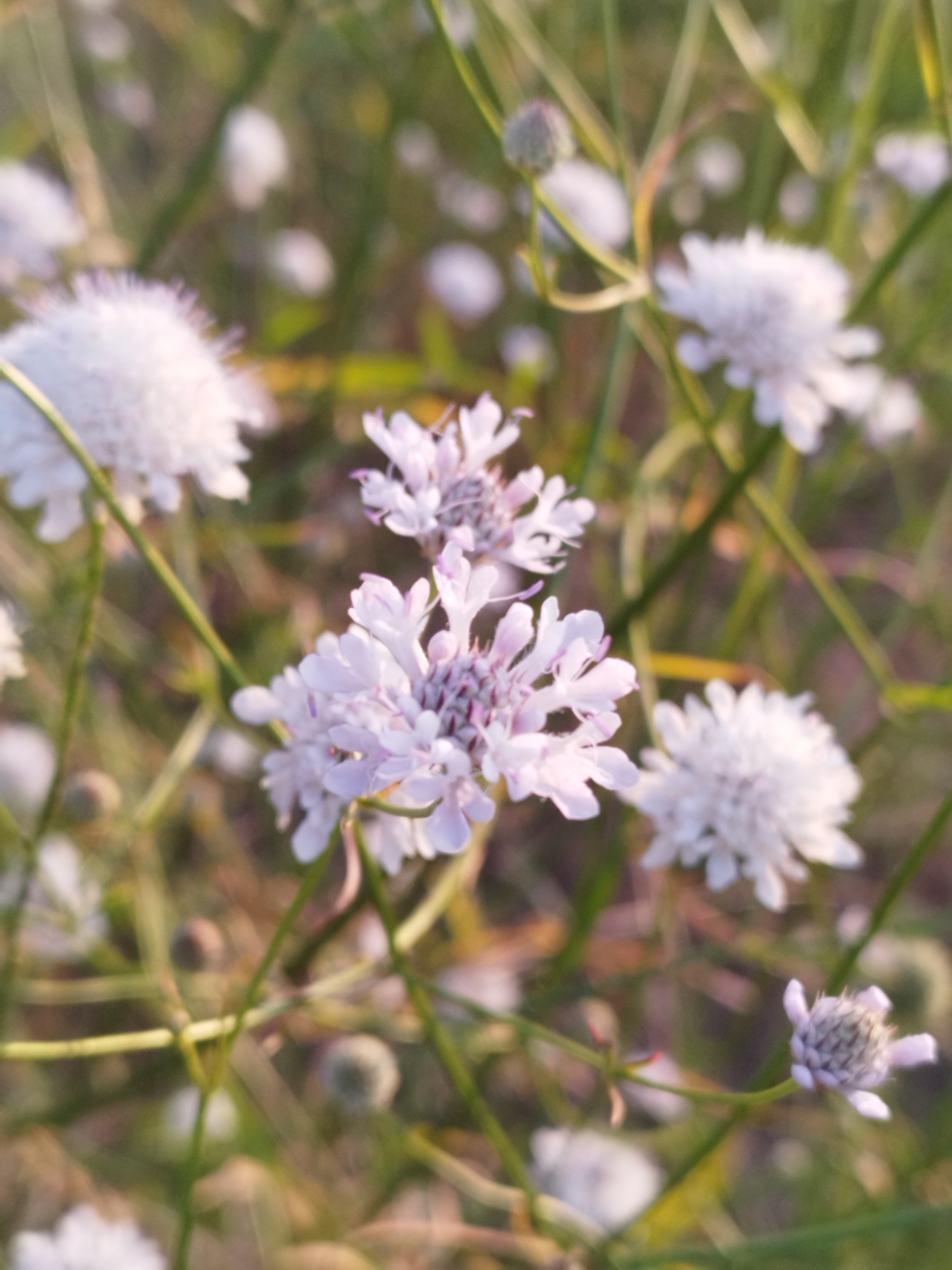The image displays a close-up view of a cluster of pale lavender and white flowers, possibly scabiosa, in a natural, outdoor setting. The flowers are delicate, with intricate petal structures and some appear to be in bud or early bloom. They are interspersed with green stems and foliage, suggesting a garden or meadow environment. The background is softly blurred, with hints of green and warm light, indicating a bright, possibly late afternoon or early morning sun. There are no visible people, man-made structures, or specific landmarks to indicate a location within Vidra, Romania. The focus is entirely on the flora.