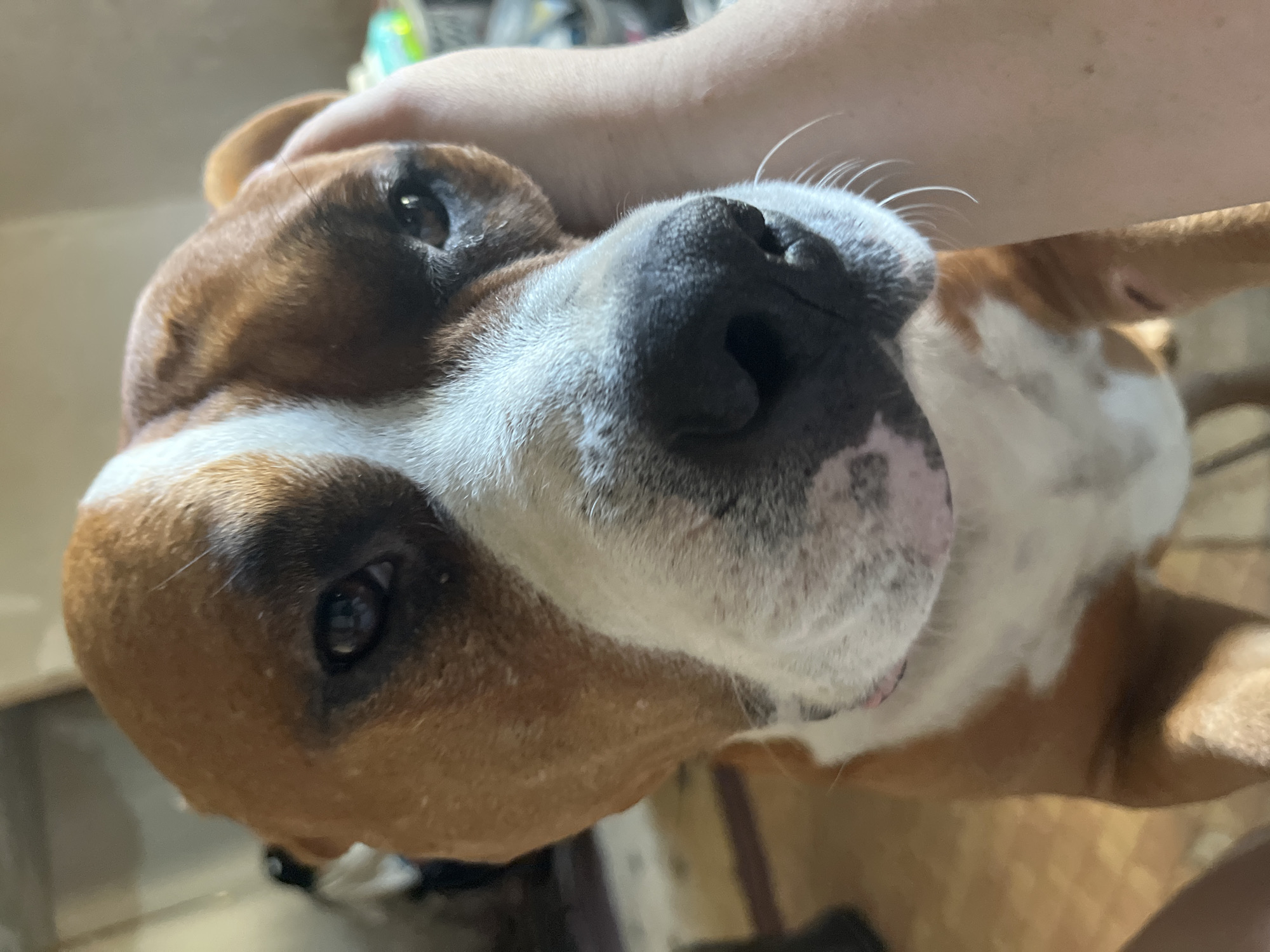 This is a close-up, vertically oriented, eye-level shot of a pit bull type dog. The dog is brindle and white, with its face angled towards the camera. Its right eye is visible, appearing dark brown and somewhat droopy. A human hand is gently cupping the dog's cheek and jaw area, providing support. The dog's nose, a prominent feature, is black and wet, with long white whiskers extending from its muzzle. The background is out of focus, suggesting an indoor environment with some light sources. The floor appears to be a warm, wooden tone. There are no discernible Ukrainian landmarks or specific city details to pinpoint its location within Dnipro.