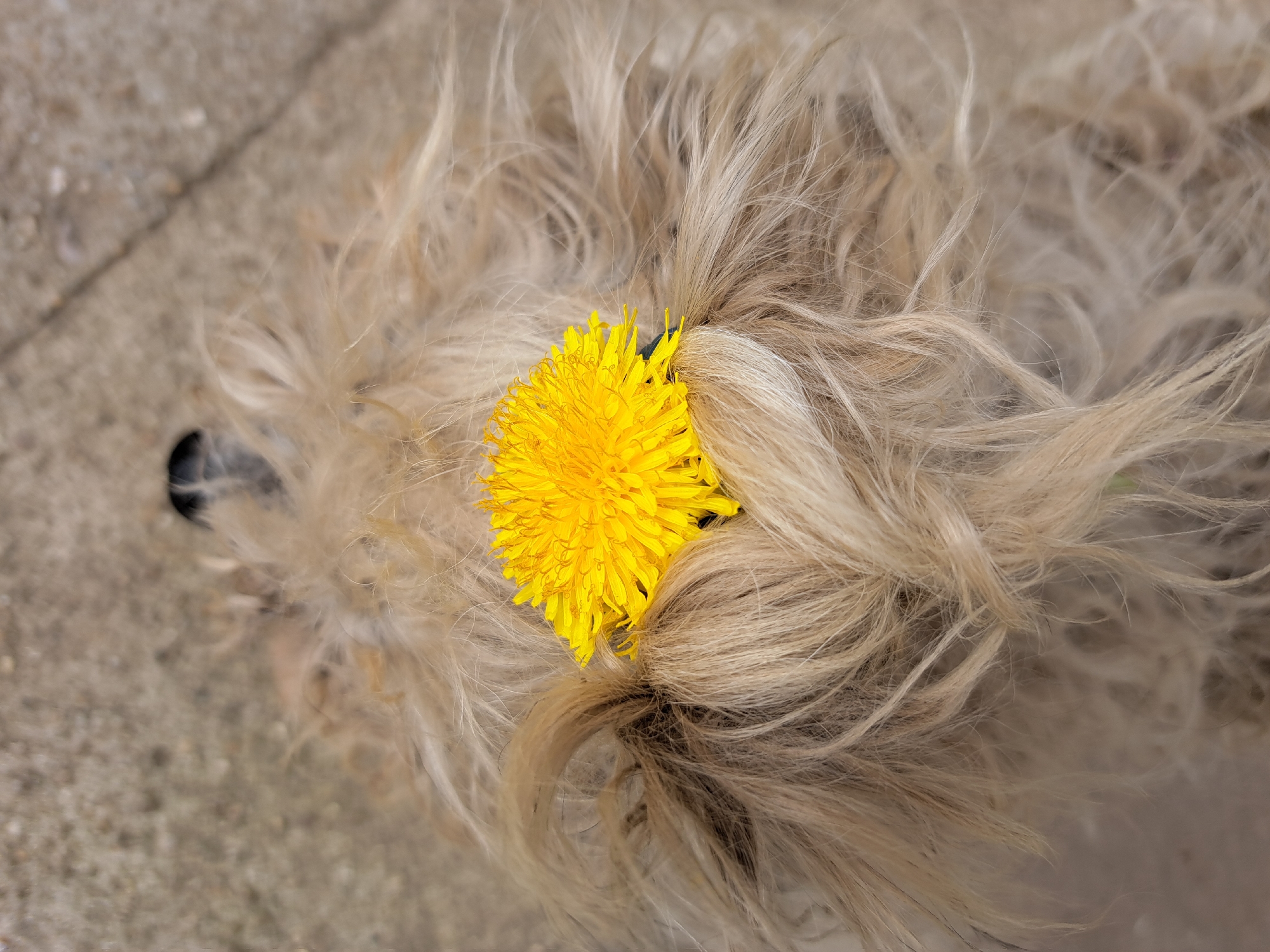 A close-up, overhead shot depicts a dandelion nestled in the long, light-brown fur of a dog. The fur appears slightly matted and covers the majority of the frame. A small portion of the dog's black nose is visible on the left. The background is a blurred, light-grey concrete surface.