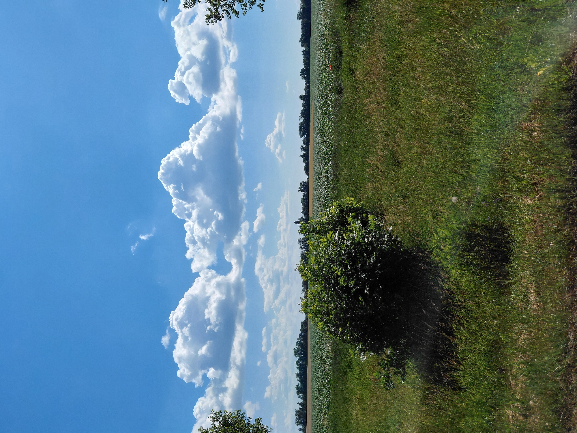 A wide-angle outdoor shot captures a bright, partly cloudy day over a rural landscape. The sky dominates the upper half of the frame with a vibrant blue, punctuated by large, puffy white cumulus clouds. Below the sky, a flat expanse of agricultural fields stretches to the horizon, bordered by a line of trees. The fields appear to be cultivated, with rows of green plants visible. In the foreground, a patch of tall green grass grows in a field, with a dark green bush situated to the left of center. The lighting suggests it is midday, with shadows cast by the bush indicating the sun's position. There are no people or animals visible in the image. The overall scene conveys a sense of open space and natural beauty.