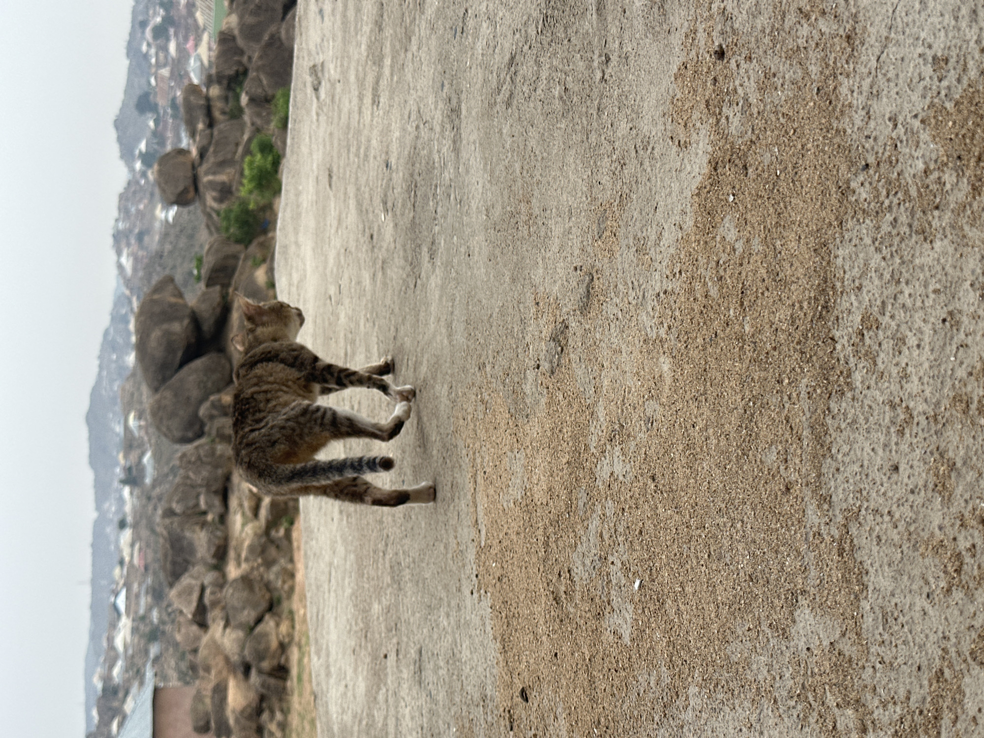 A medium shot of a tabby cat walking across a concrete surface, taken in the city of Jos, Nigeria. In the background is a vista of rocky outcrops and scattered buildings beneath a hazy sky. The foreground shows the concrete surface with a distinct line separating two different textures of concrete.