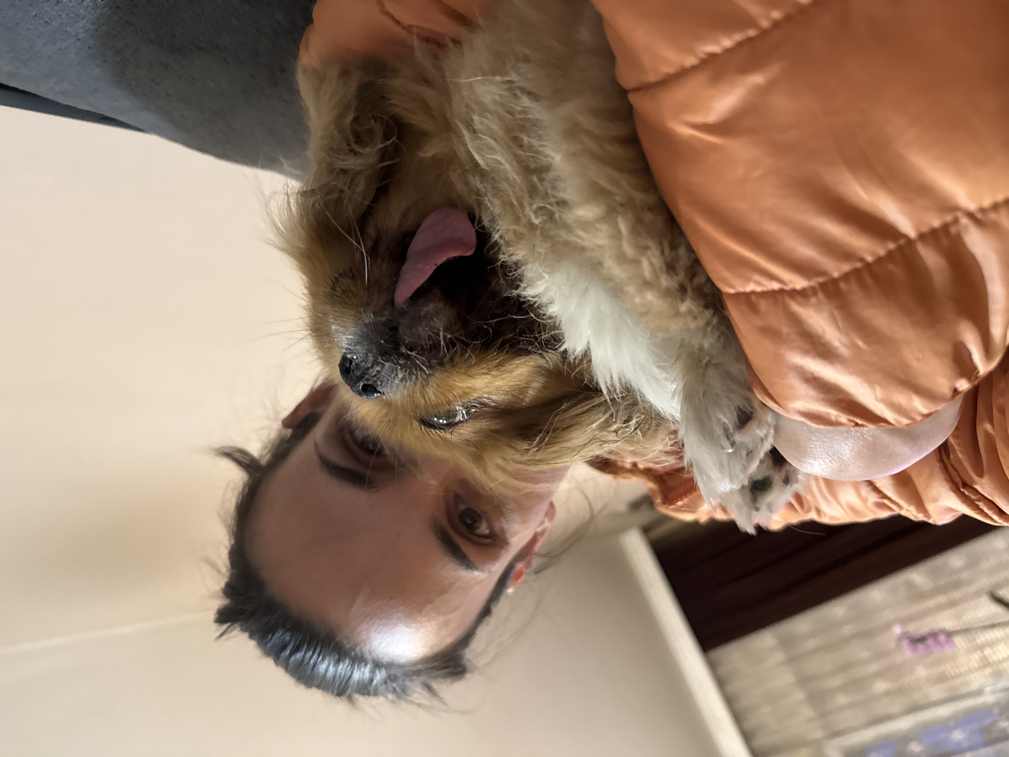 A woman is holding a small dog upside down in an indoor setting. The woman has brown hair and is looking towards the camera. The dog has brown and white fur and its tongue is sticking out. The woman is wearing an orange puffy jacket. The background is a light beige wall. The location is unknown.