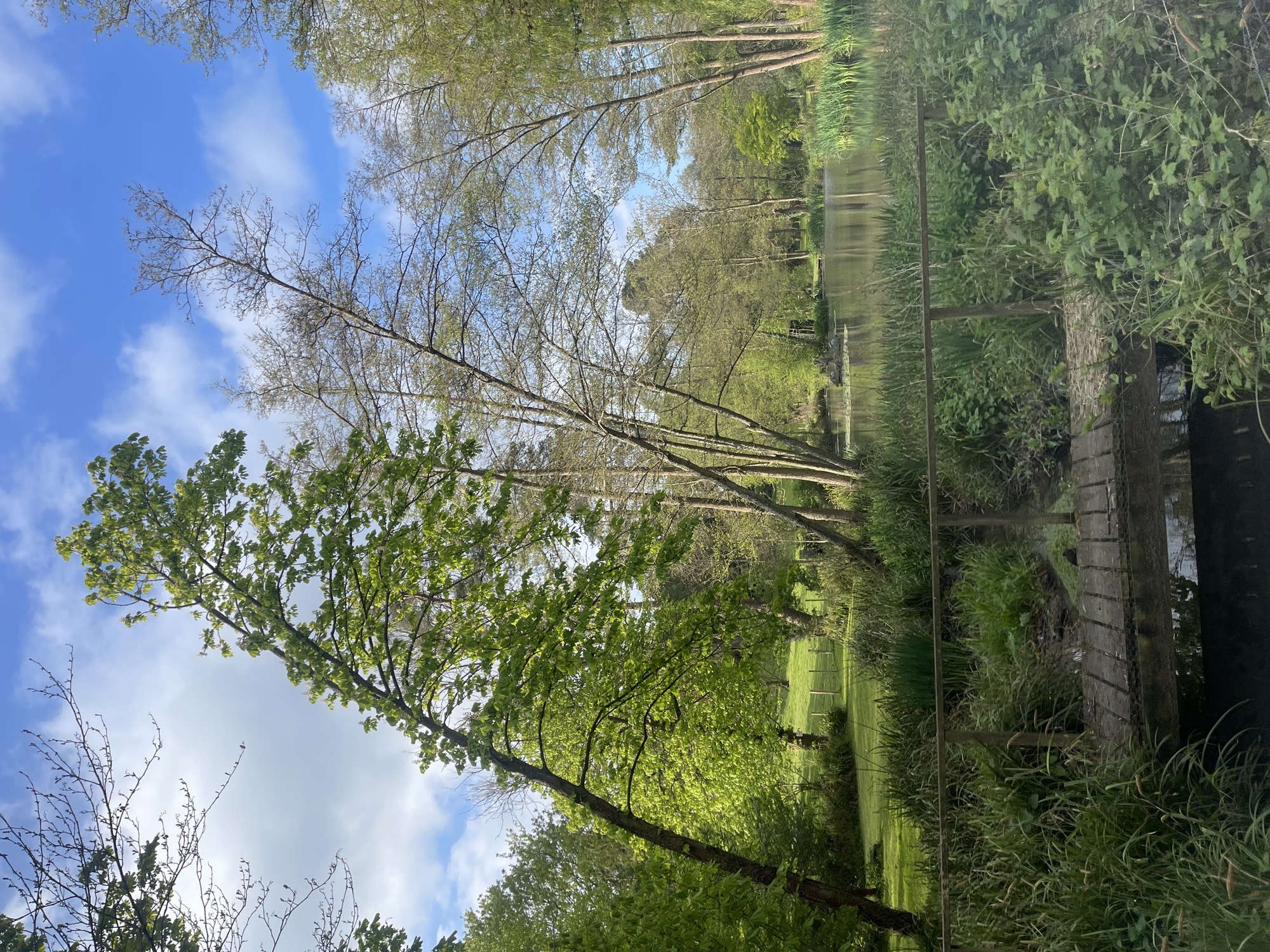 This image captures a serene outdoor natural landscape, likely a park or woodland area, under a bright, partly cloudy sky. The scene is dominated by a clear blue sky with scattered white clouds, numerous trees, and a calm body of water.
In the upper part of the image, the sky is prominent, offering a backdrop to the tree canopies. Some trees are still mostly bare, revealing their intricate branch structures, suggesting early spring or late autumn, while others, particularly in the foreground and to the left, are lush with vibrant green leaves, indicating new growth.
A tranquil body of water, possibly a river or a lake, runs horizontally through the middle ground, reflecting the sky and the surrounding trees. Its surface is smooth and appears still. The banks of this water body are heavily vegetated with a dense growth of various green plants, tall grasses, and bushes, creating a rich natural border.
On the right side, partially obscured by vegetation, there is a rustic wooden structure, possibly a small pier, walkway, or fence, extending into or alongside the water. Further in the background, more trees line the far bank, adding depth to the natural setting.
The time of day is bright daylight, indicated by the clear sky and visible sunlight. The weather appears fair and pleasant. The overall atmosphere conveyed is peaceful and natural. No people are visible, and there are no specific activities taking place. No visible text is present in the image. The setting aligns with the provided context of Maidstone, United Kingdom, suggesting a typical temperate climate landscape.
