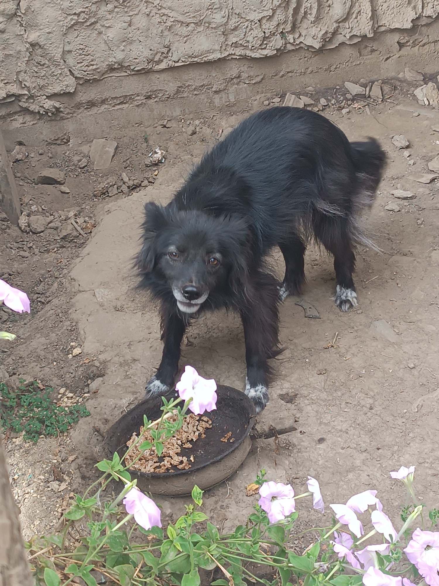 A medium-sized black dog with a shaggy coat stands in a dirt yard near a stone wall. The dog is facing the camera, with its mouth slightly open and a bit of tongue visible. Its paws are white-tipped, and its tail is bushy. In front of the dog is a shallow, dark bowl filled with kibble, possibly dog food. Several light purple petunias are blooming in the foreground, with green foliage. The environment appears to be outdoors, with dry soil and scattered rocks. The stone wall behind the dog is roughly textured and has some uneven layers. The overall scene suggests a domestic or rural setting.