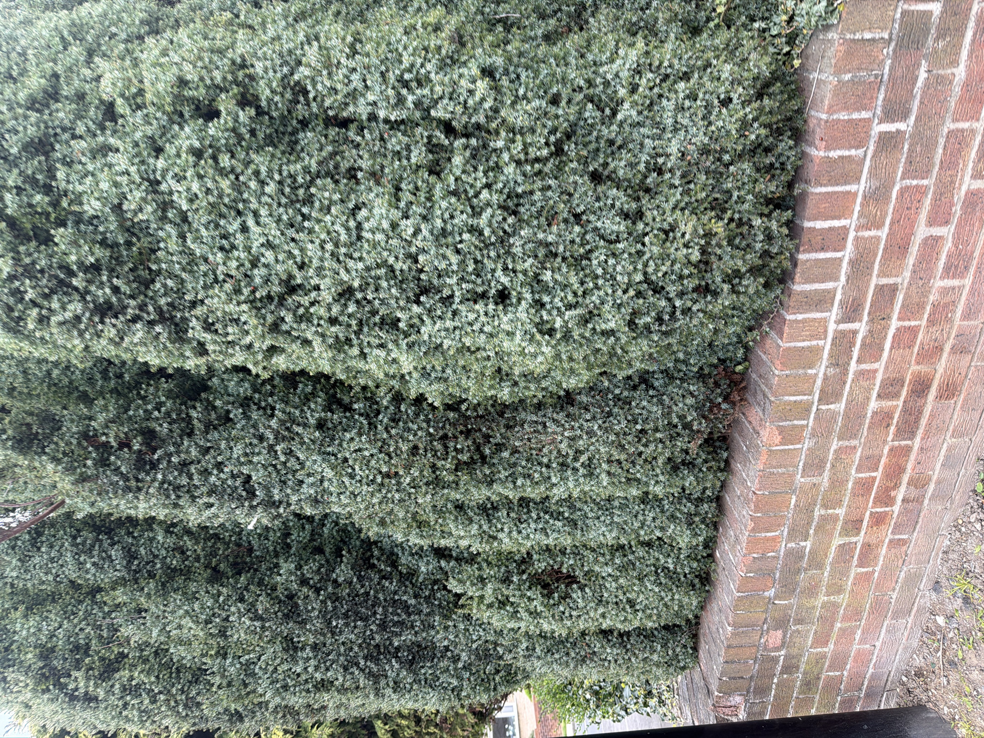 A close-up shot shows a tall, neatly trimmed green hedge along a brick wall, possibly in Rotherham, United Kingdom. The hedge displays a dense, layered structure, with small, closely packed leaves creating a textured surface. The brick wall, constructed with reddish-brown bricks and light mortar, forms a right angle with the hedge. Some scattered debris is visible near the base of the wall, suggesting an outdoor setting. The image also includes a glimpse of a black railing in the foreground.