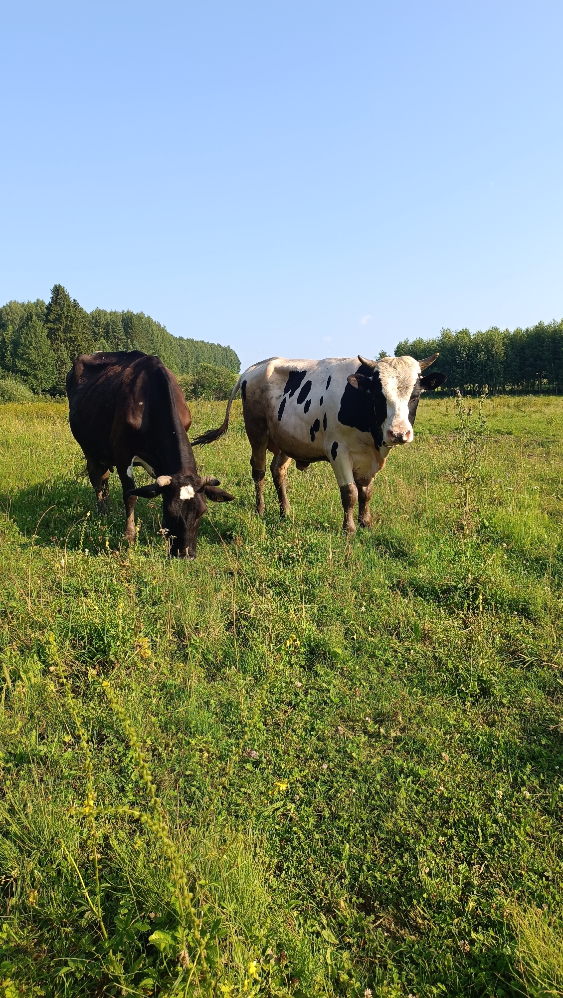 Two cows are standing in a grassy field under a clear blue sky. The cow on the left is dark brown and is grazing with its head down. The cow on the right is piebald, with patches of black and white, and is looking towards the camera. A line of trees forms the horizon in the background. The scene is set in a rural environment, possibly a pasture or meadow. The time of day appears to be daytime, with sunlight illuminating the field.