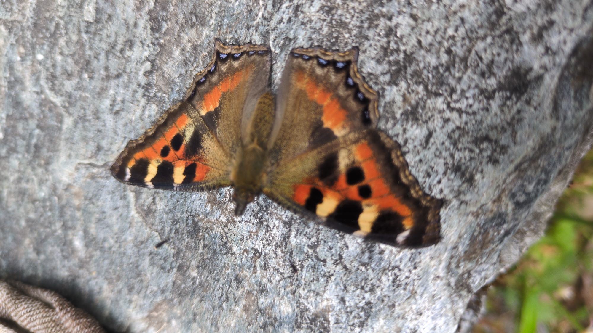 A vibrant butterfly rests with its wings fully open on a textured, greyish-blue rock surface. The butterfly exhibits striking patterns of bright orange, black, and yellow, with distinct blue spots visible along the outer edges of its upper wings. Its body, visible between the open wings, appears a dull brown. The rock surface is rough and uneven, characterized by varying shades of grey and subtle blue tones. In the bottom left corner of the frame, a small section of a light brown, possibly woven material, is partially visible. Blurred green foliage and darker elements are visible in the background, particularly on the right side, indicating an outdoor, natural environment. The scene captures a moment of the butterfly basking or resting peacefully in daylight, suggesting calm weather. There is no visible text in the image. The setting appears to be a natural landscape, consistent with the location context of Haini, India.