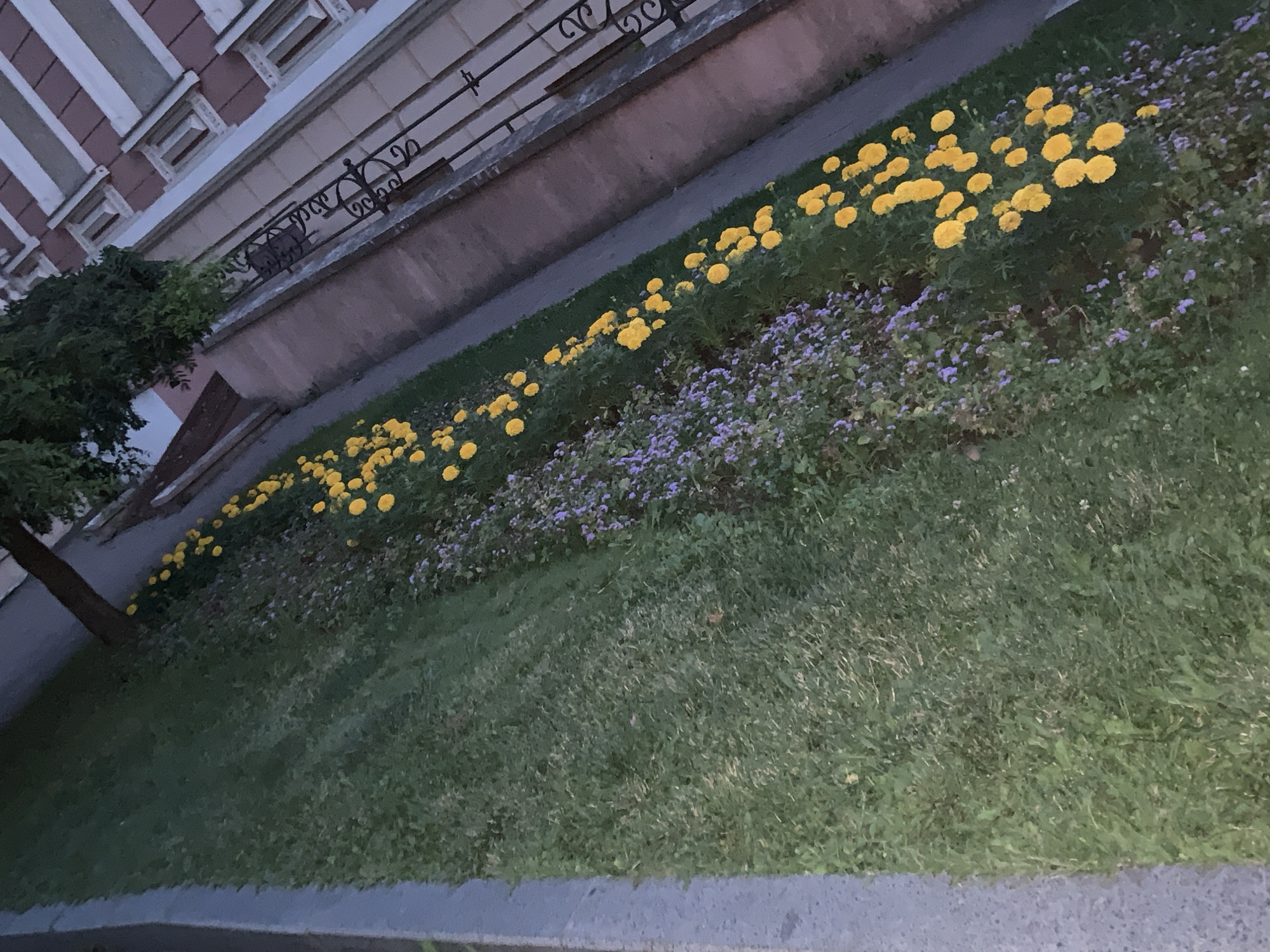 The image shows a row of yellow flowers and small purple flowers planted in a grassy strip next to a sidewalk. Behind the grassy strip, there is a building with a decorative facade and a wrought-iron railing. The scene is outdoors, possibly in a park or along a street in the city of Odesa, Ukraine. The lighting suggests it is either early morning or late evening, as the overall illumination is low. There are no people or animals visible in the image.
